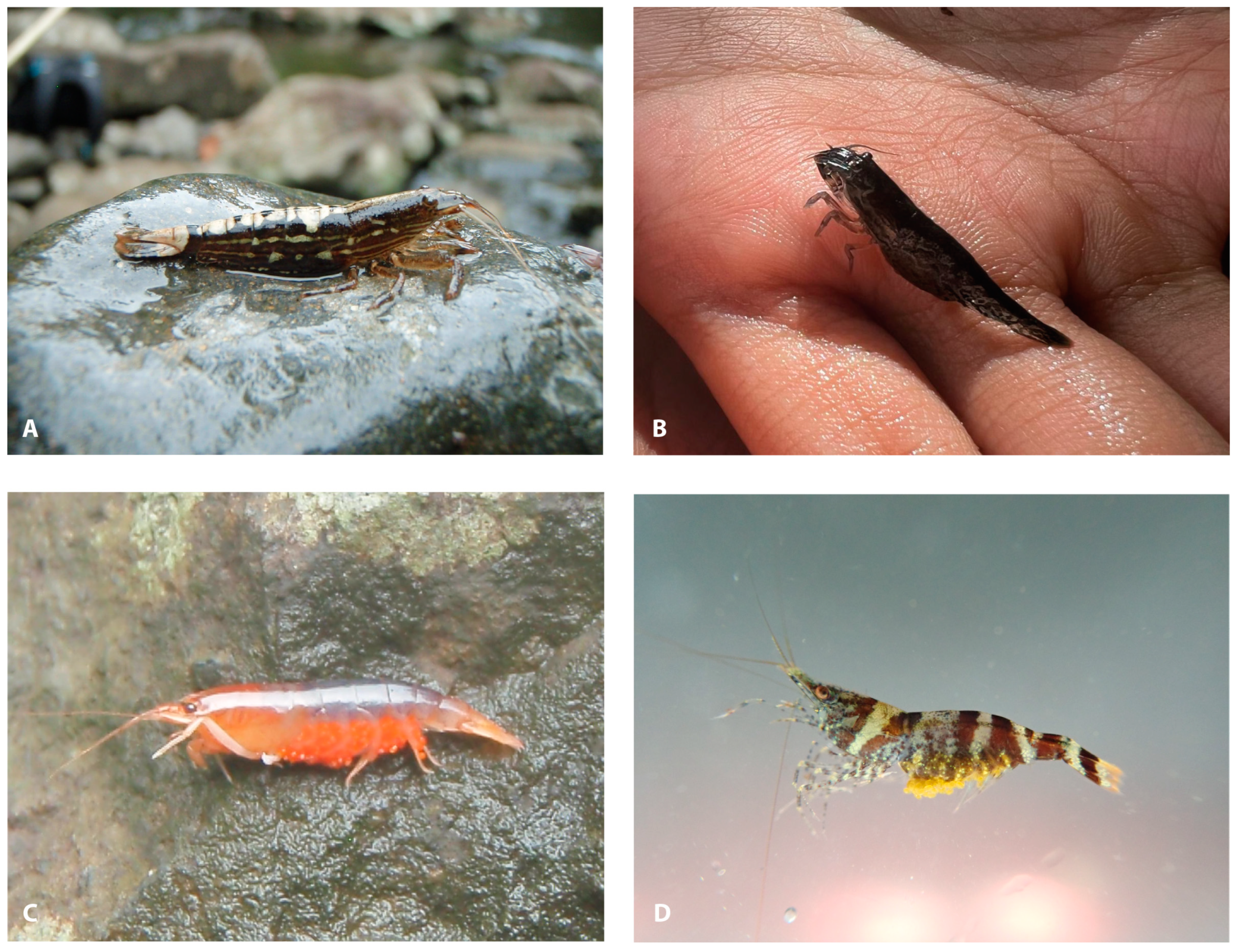 Diversity 16 00200 g009