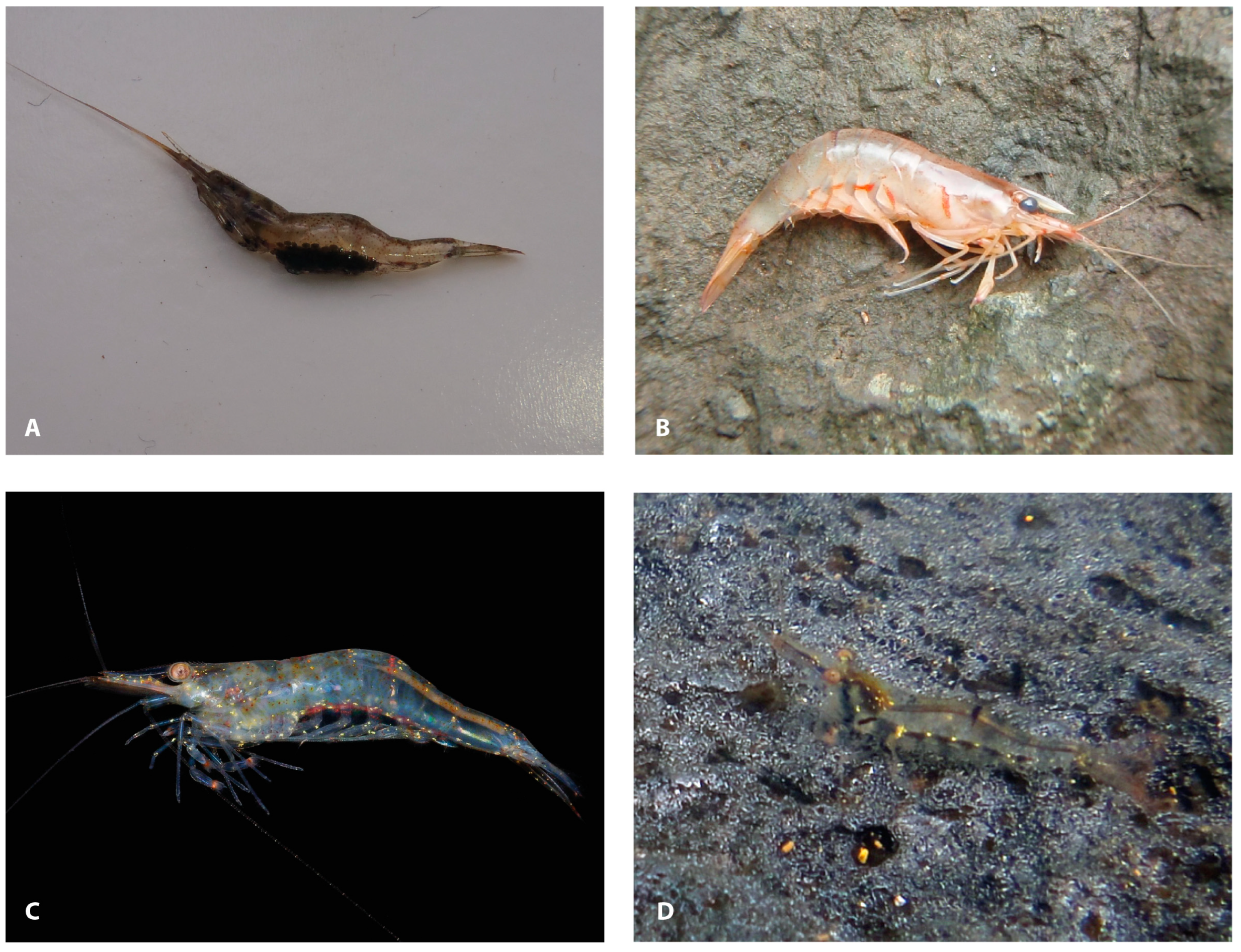 Diversity 16 00200 g010