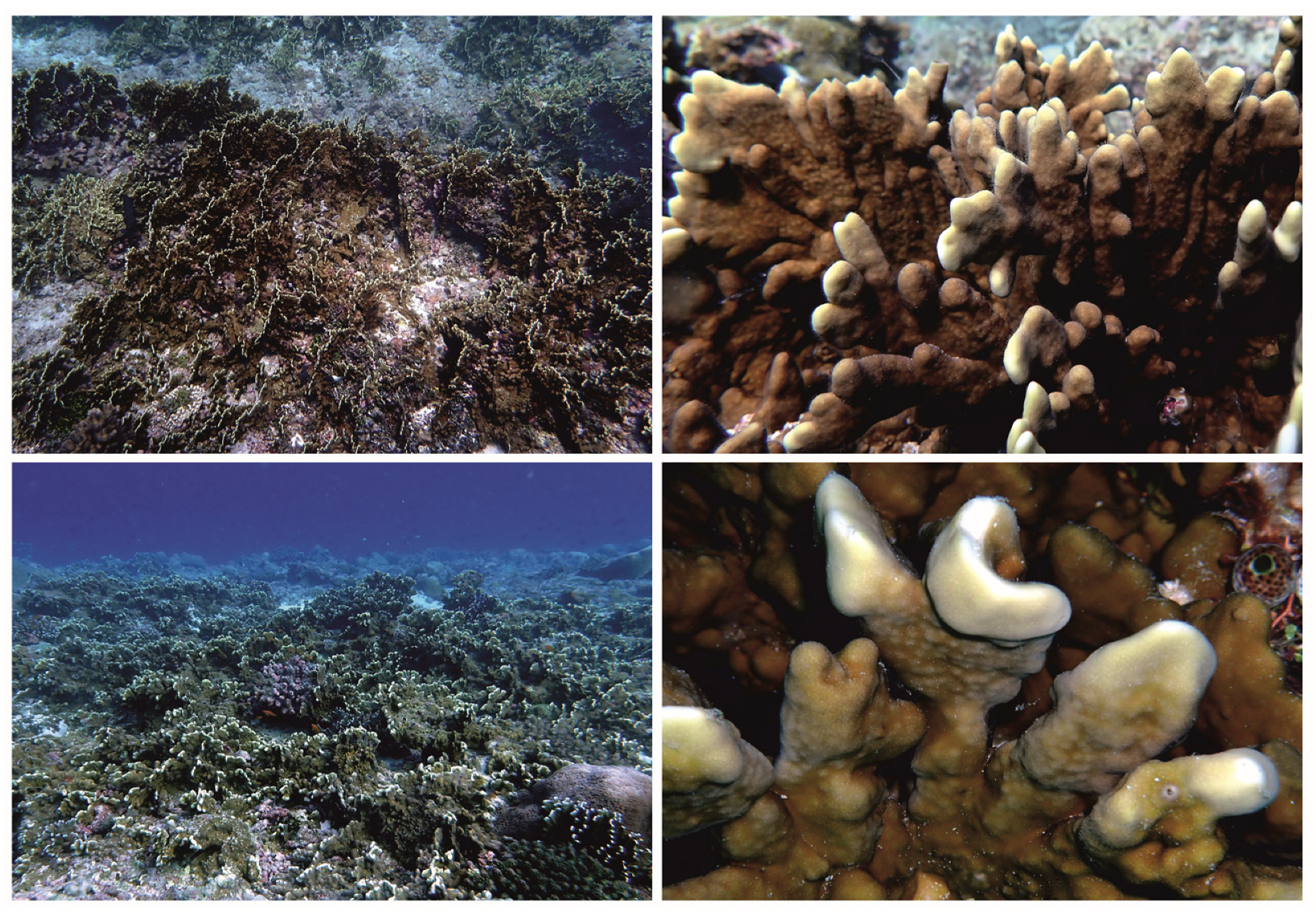 Diversity 16 00204 g003