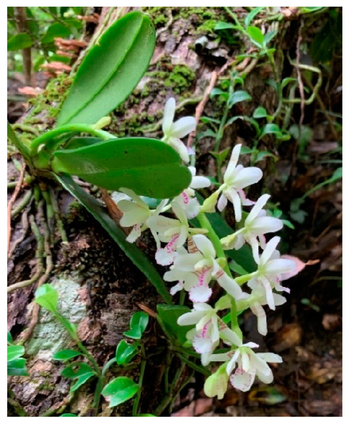 Diversity 16 00218 g001