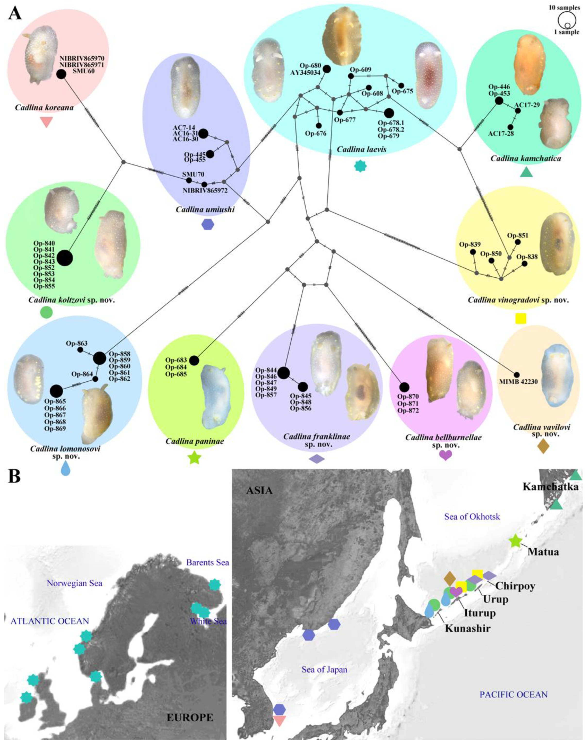 Diversity 16 00220 g002