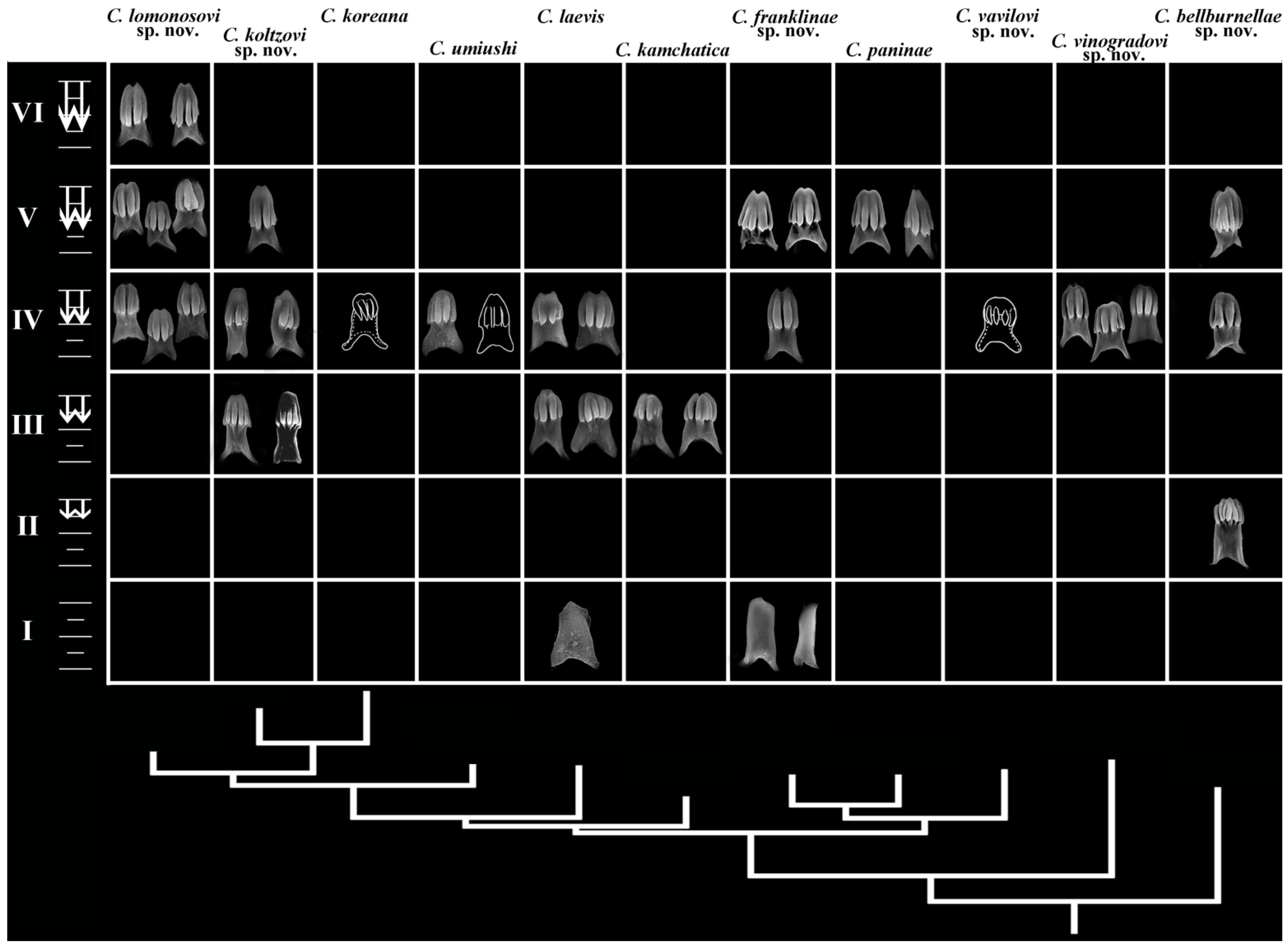 Diversity 16 00220 g004