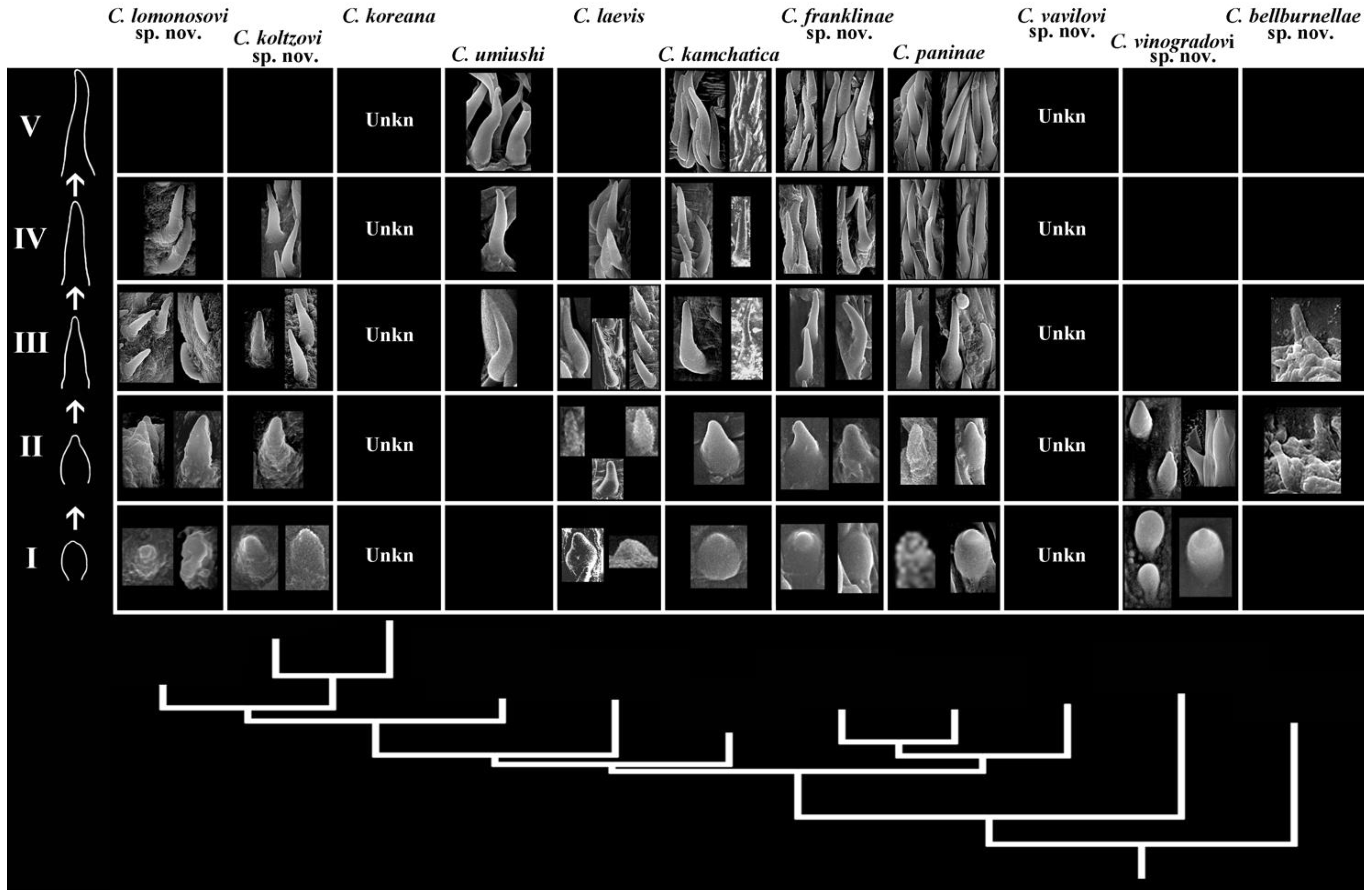 Diversity 16 00220 g005