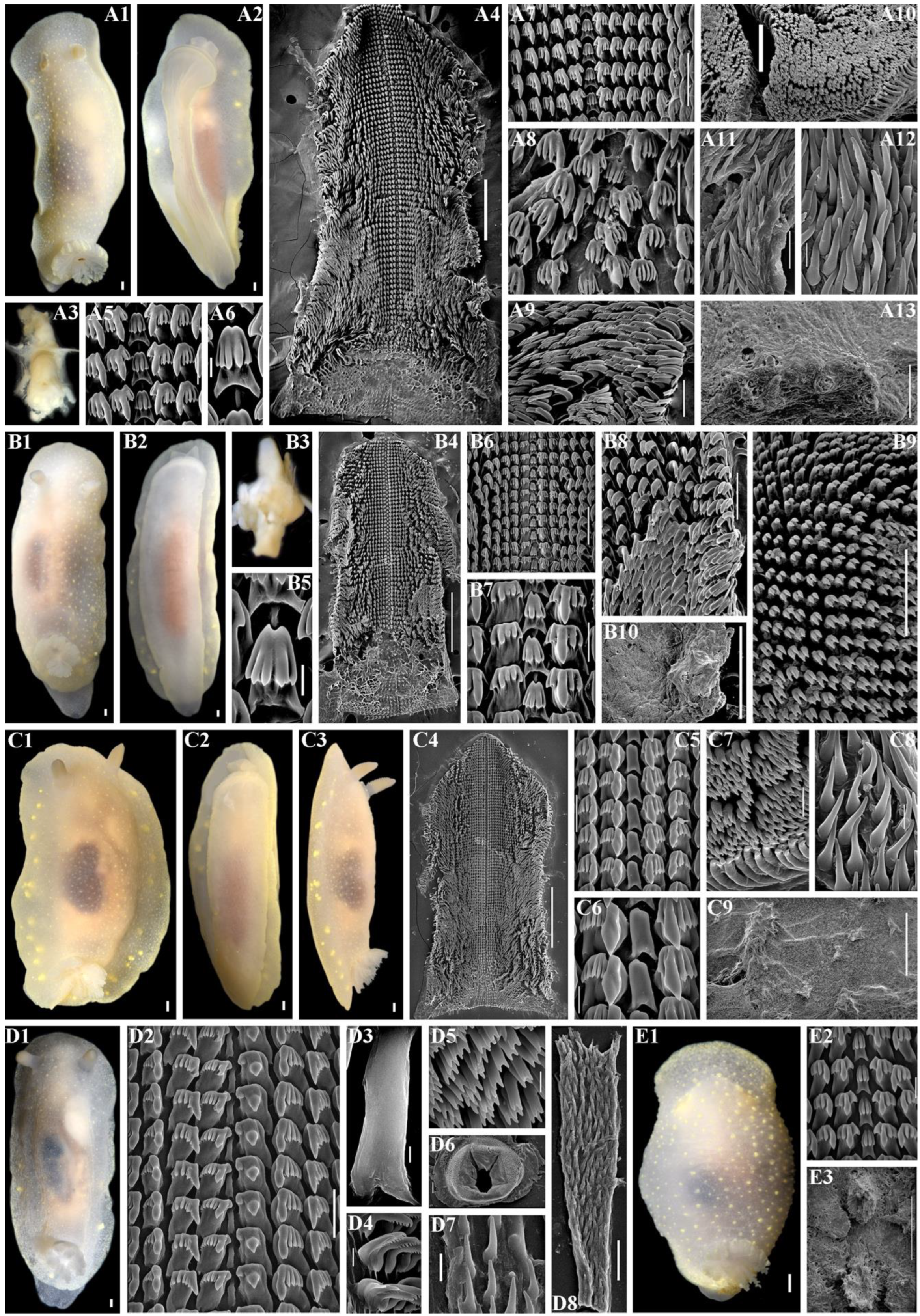 Diversity 16 00220 g008