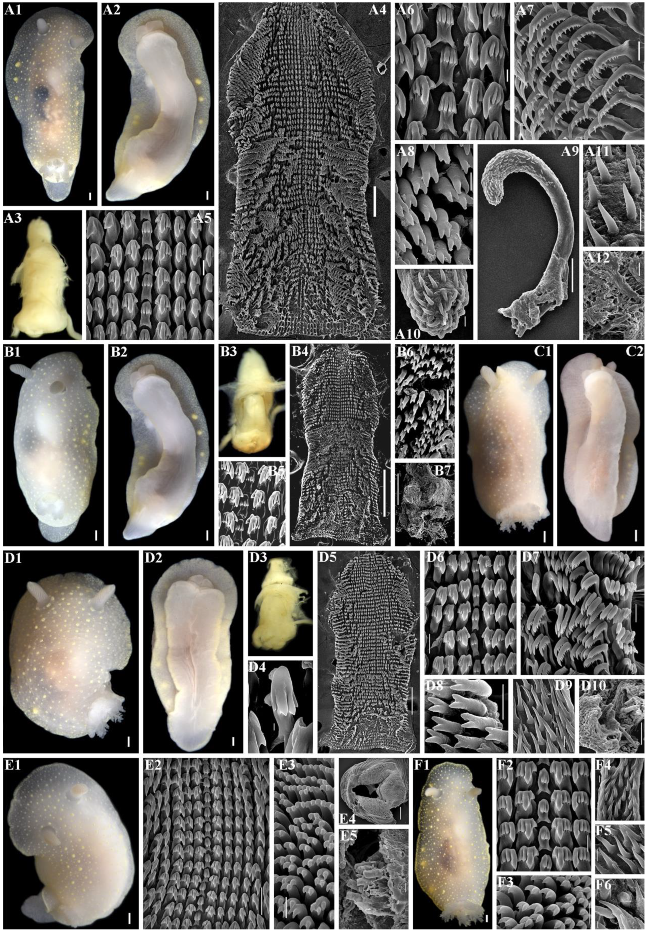 Diversity 16 00220 g009