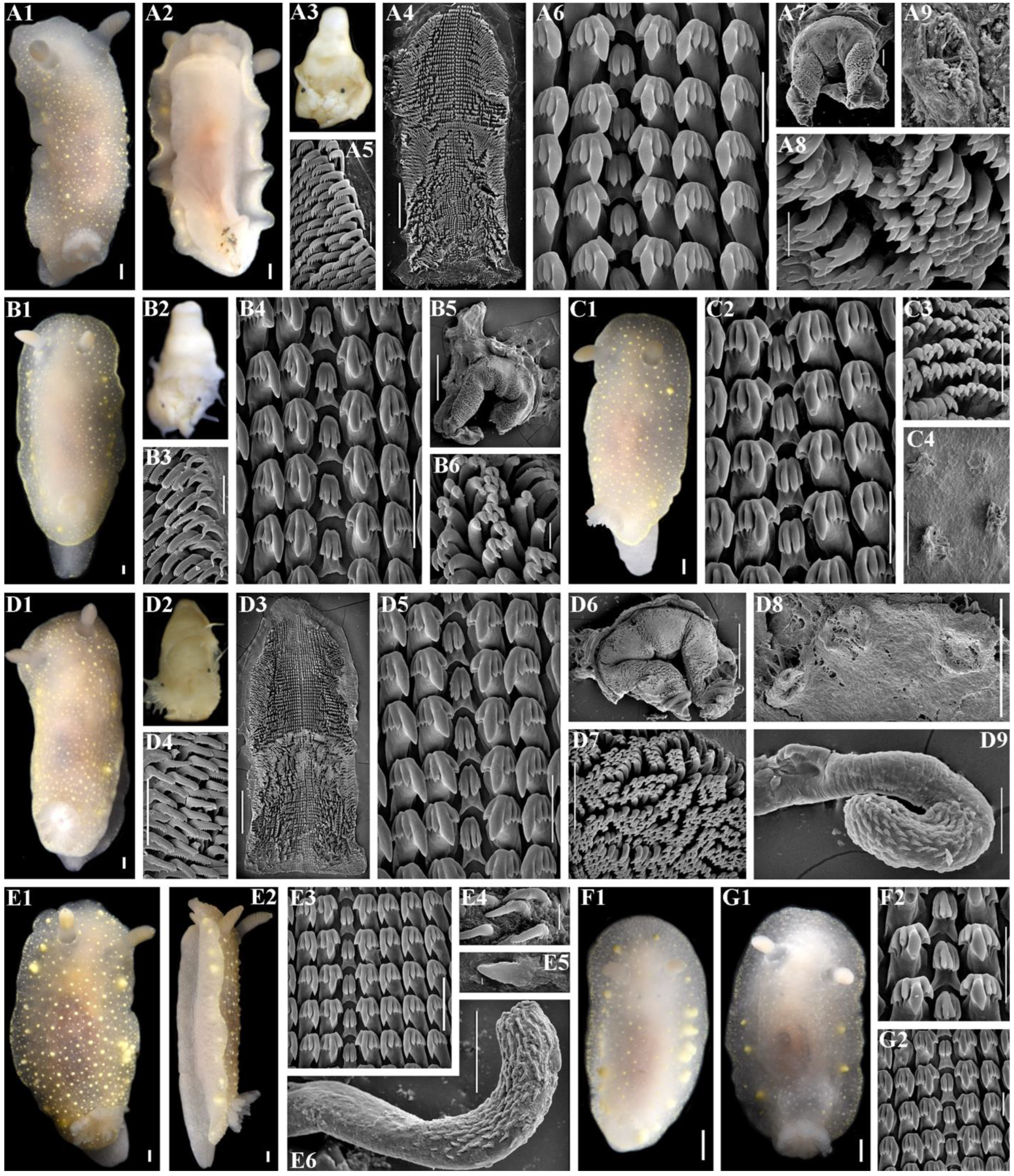 Diversity 16 00220 g010