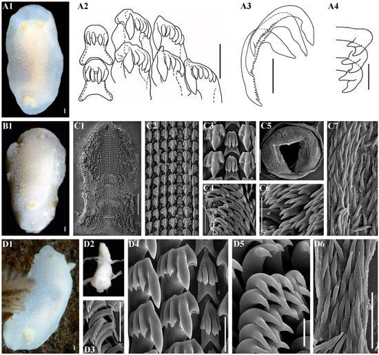 Diversity 16 00220 g011