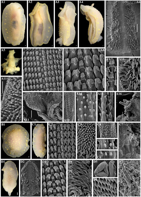 Diversity 16 00220 g012