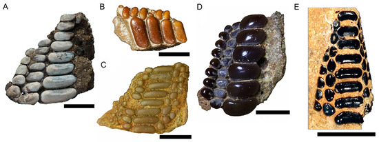 Diversity 16 00225 g002