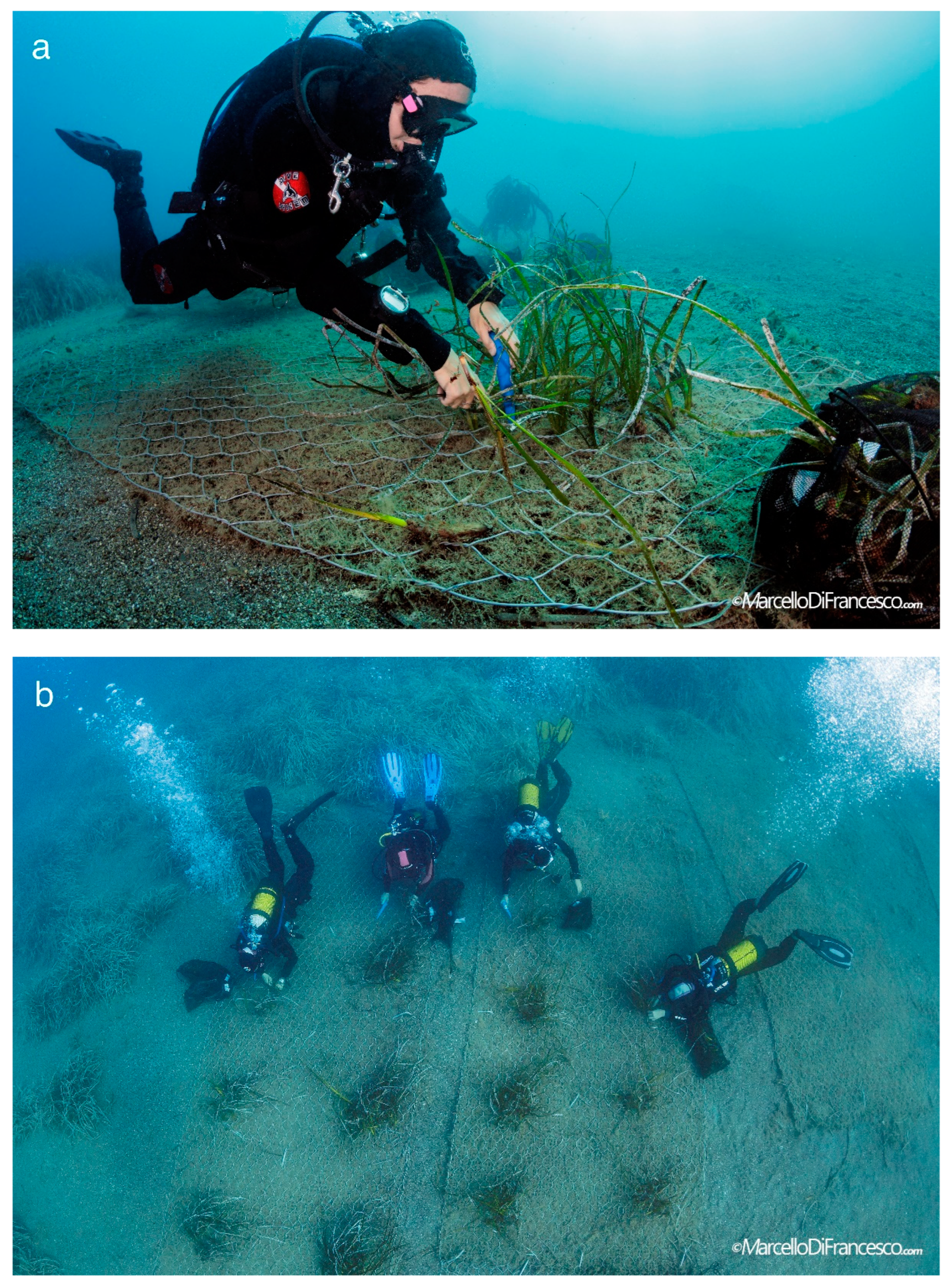 Diversity 16 00226 g002