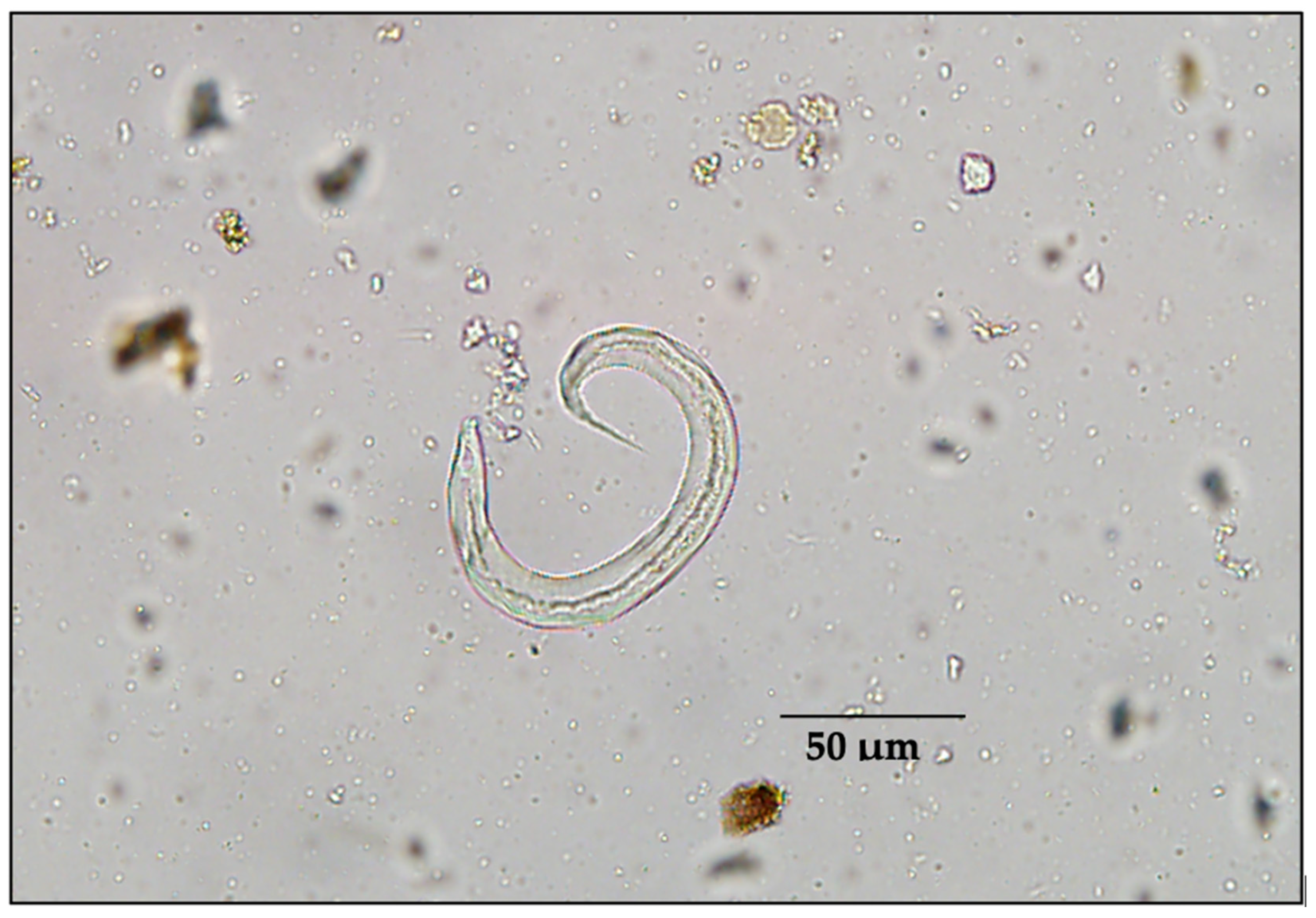 Diversity 16 00230 g002 Diversity 16 00230 g002