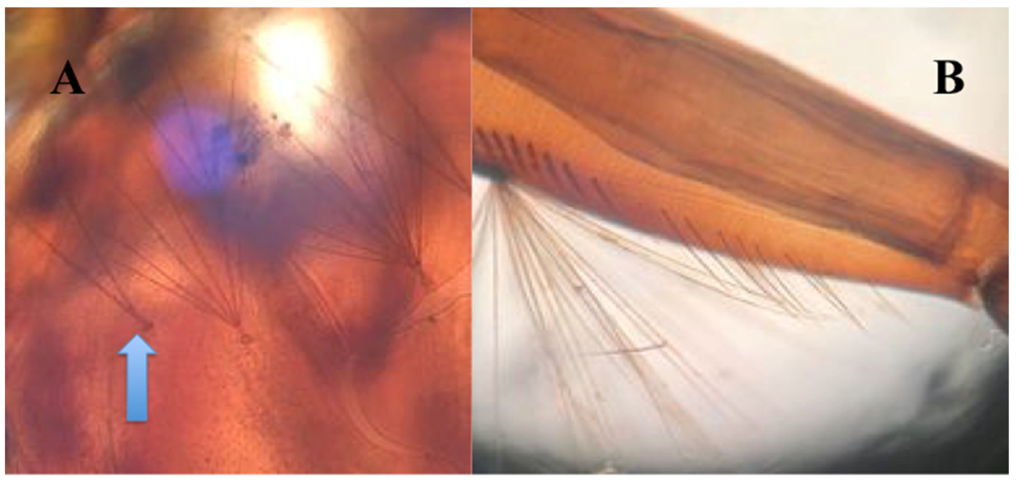 Diversity 16 00261 g006 Diversity 16 00261 g006