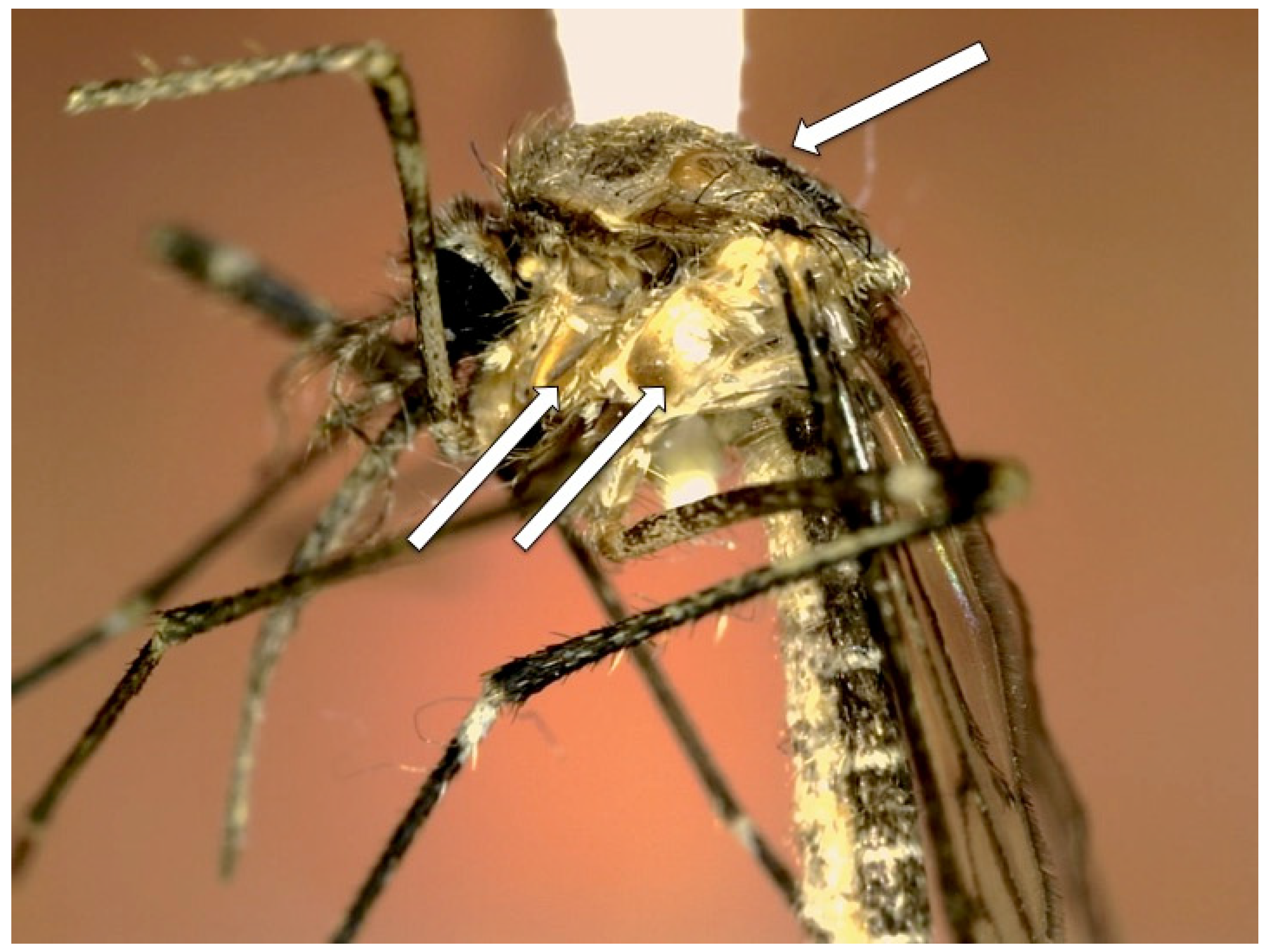 Diversity 16 00261 g007 Diversity 16 00261 g007