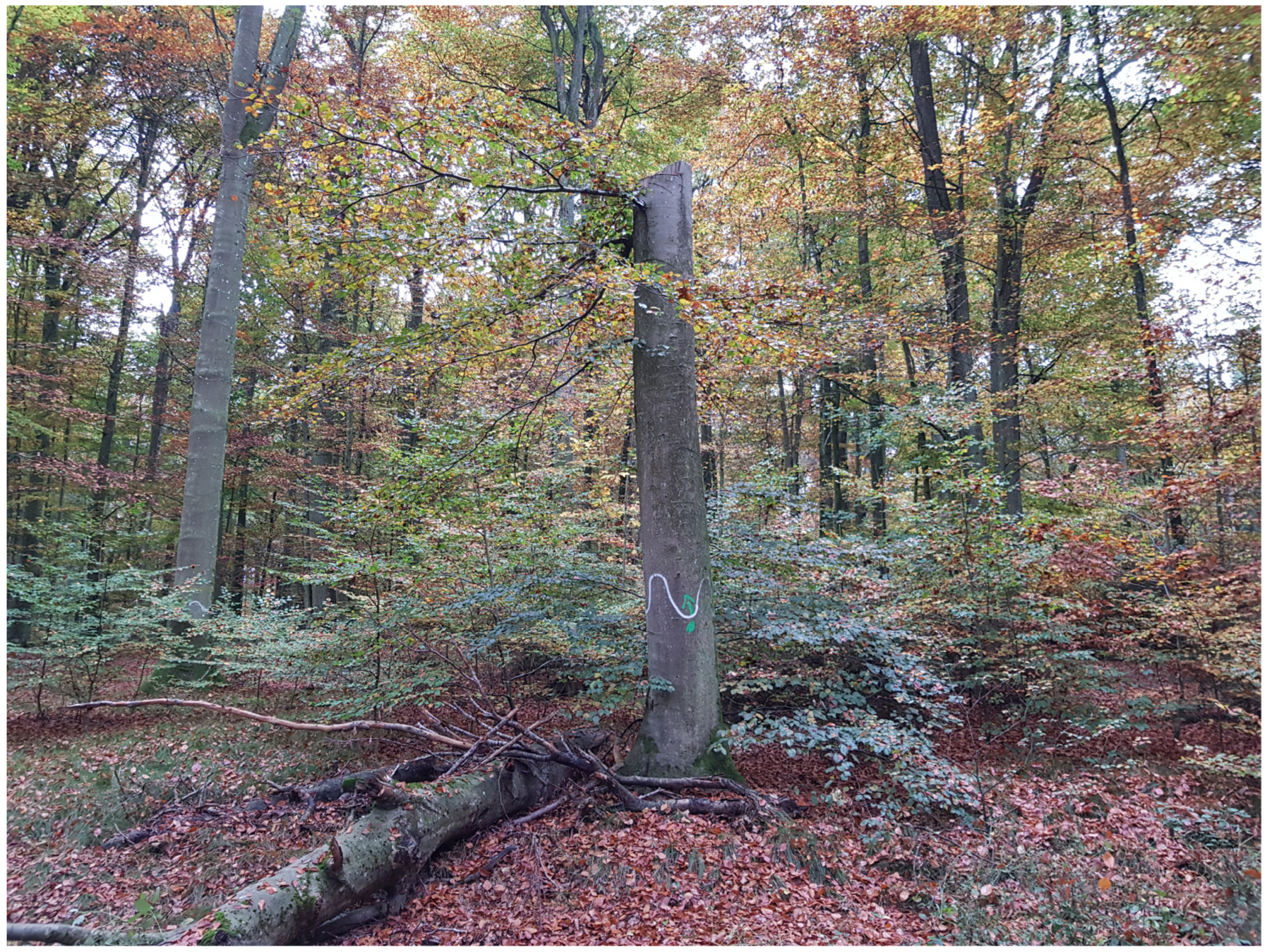 Diversity 16 00270 g002