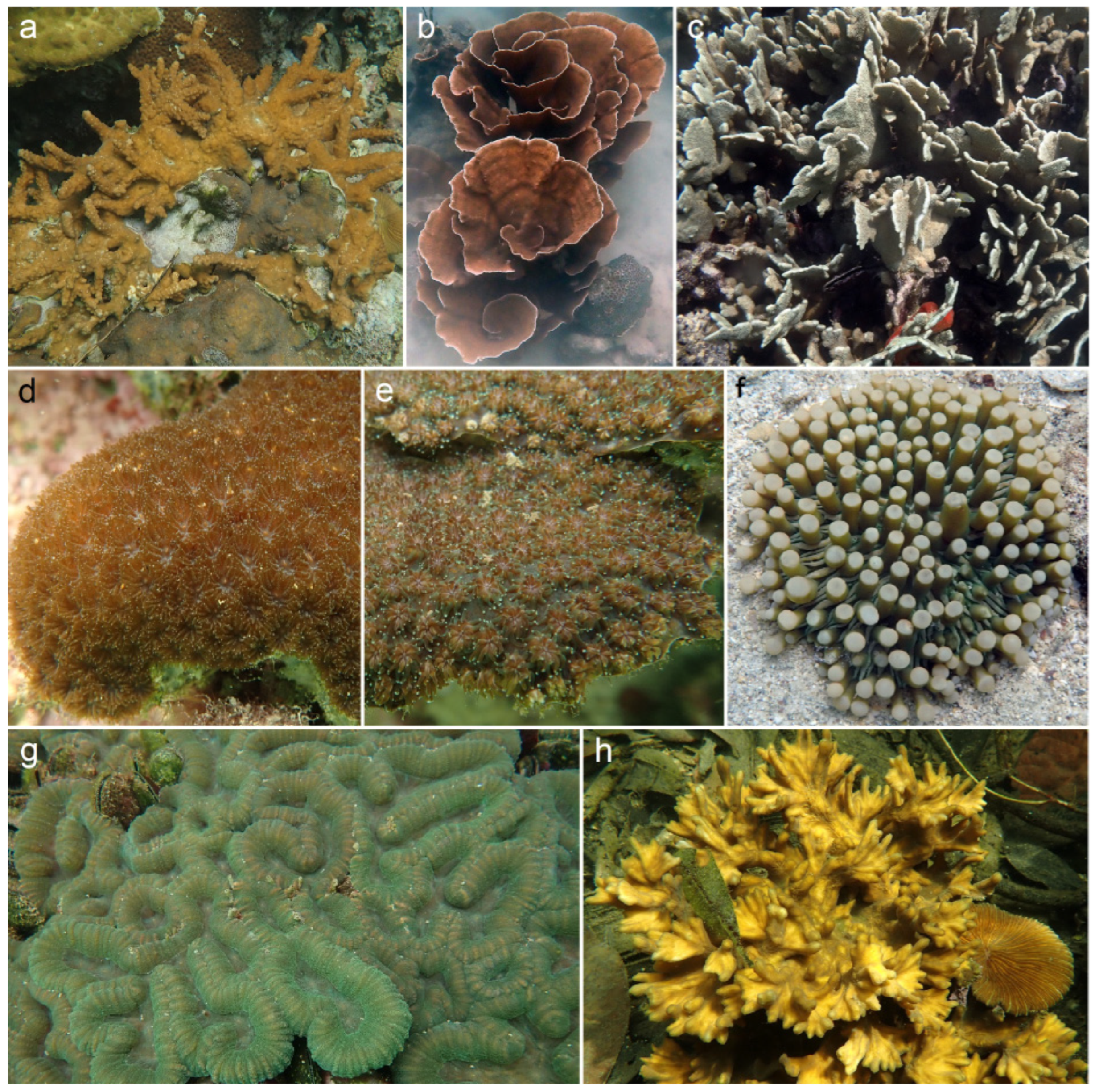 Diversity 16 00295 g004