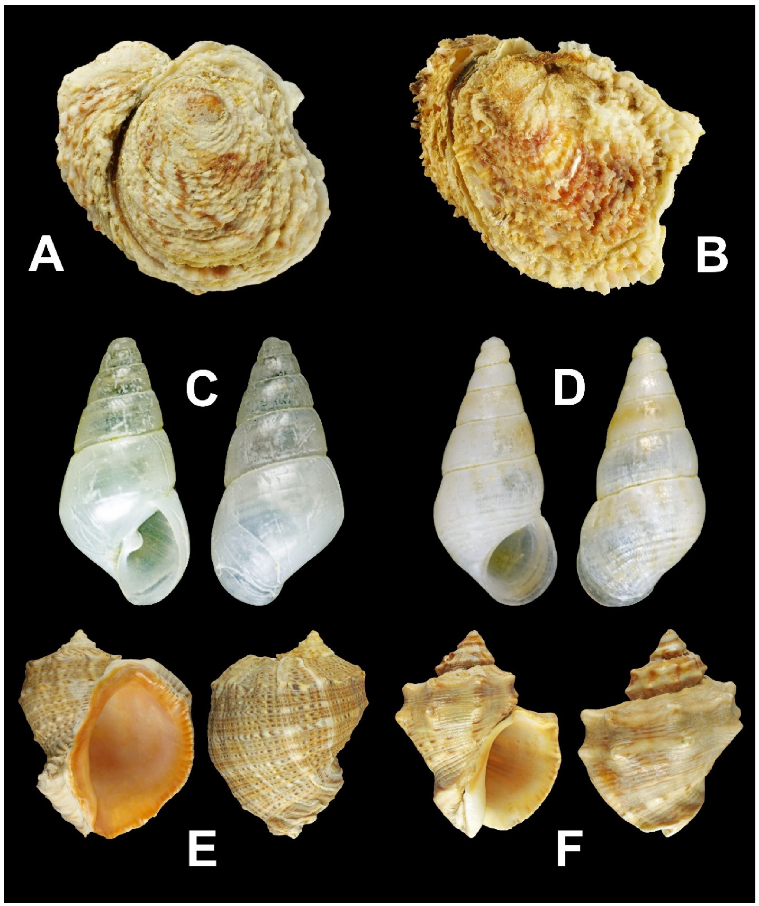 Diversity 16 00299 g003