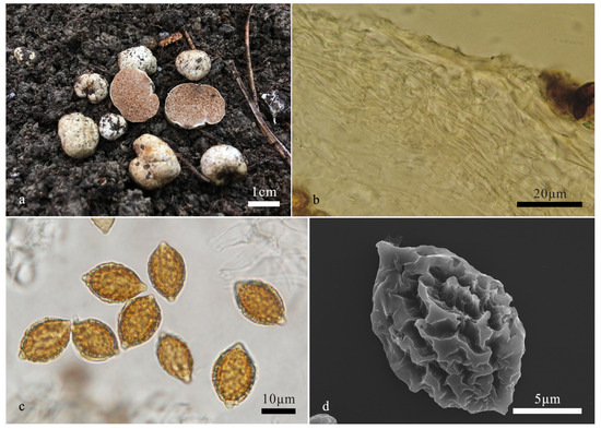 Diversity 16 00303 g002