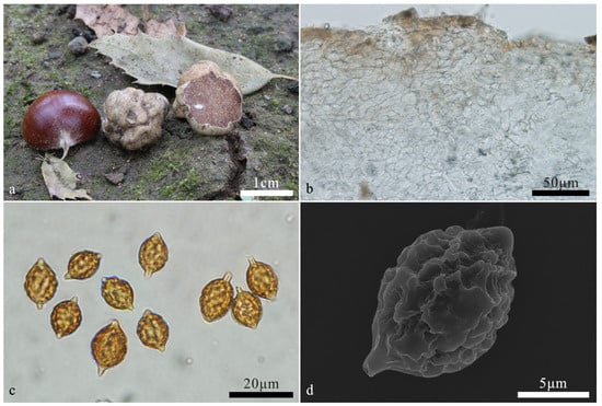 Diversity 16 00303 g003