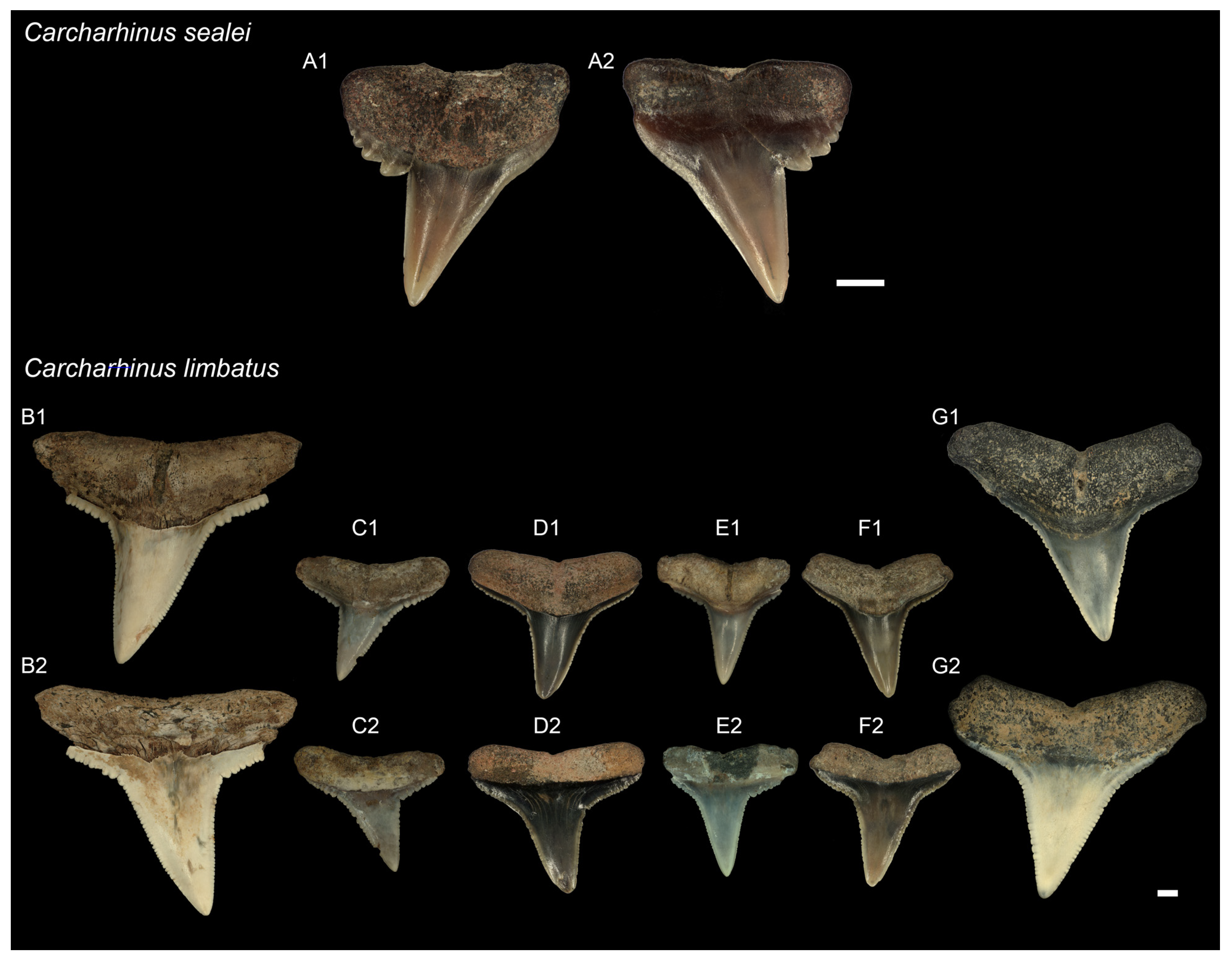 Diversity 16 00323 g006