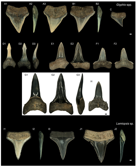 Diversity 16 00323 g007