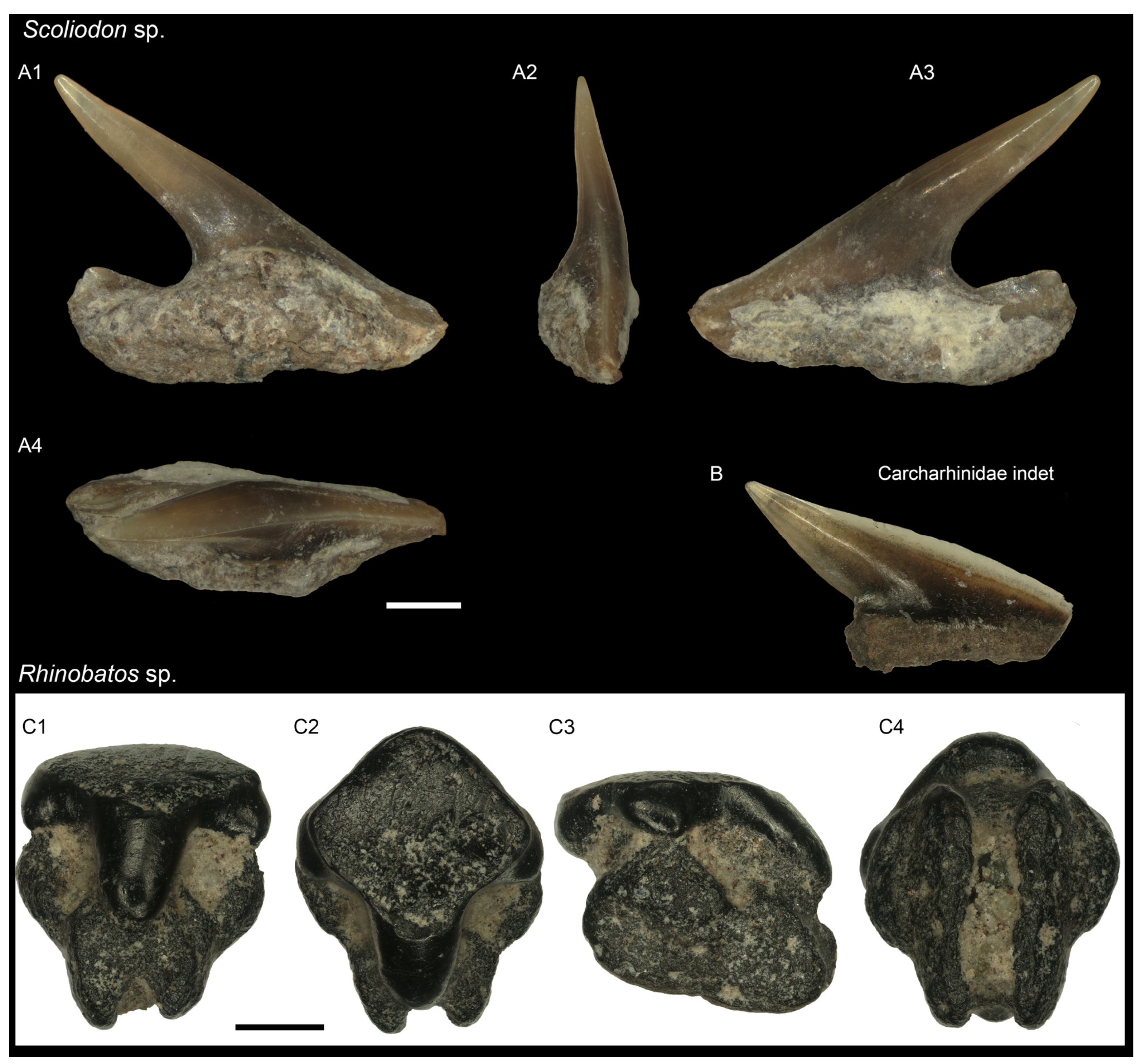 Diversity 16 00323 g008