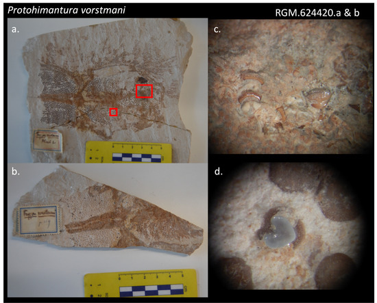 Diversity 16 00323 g0a1