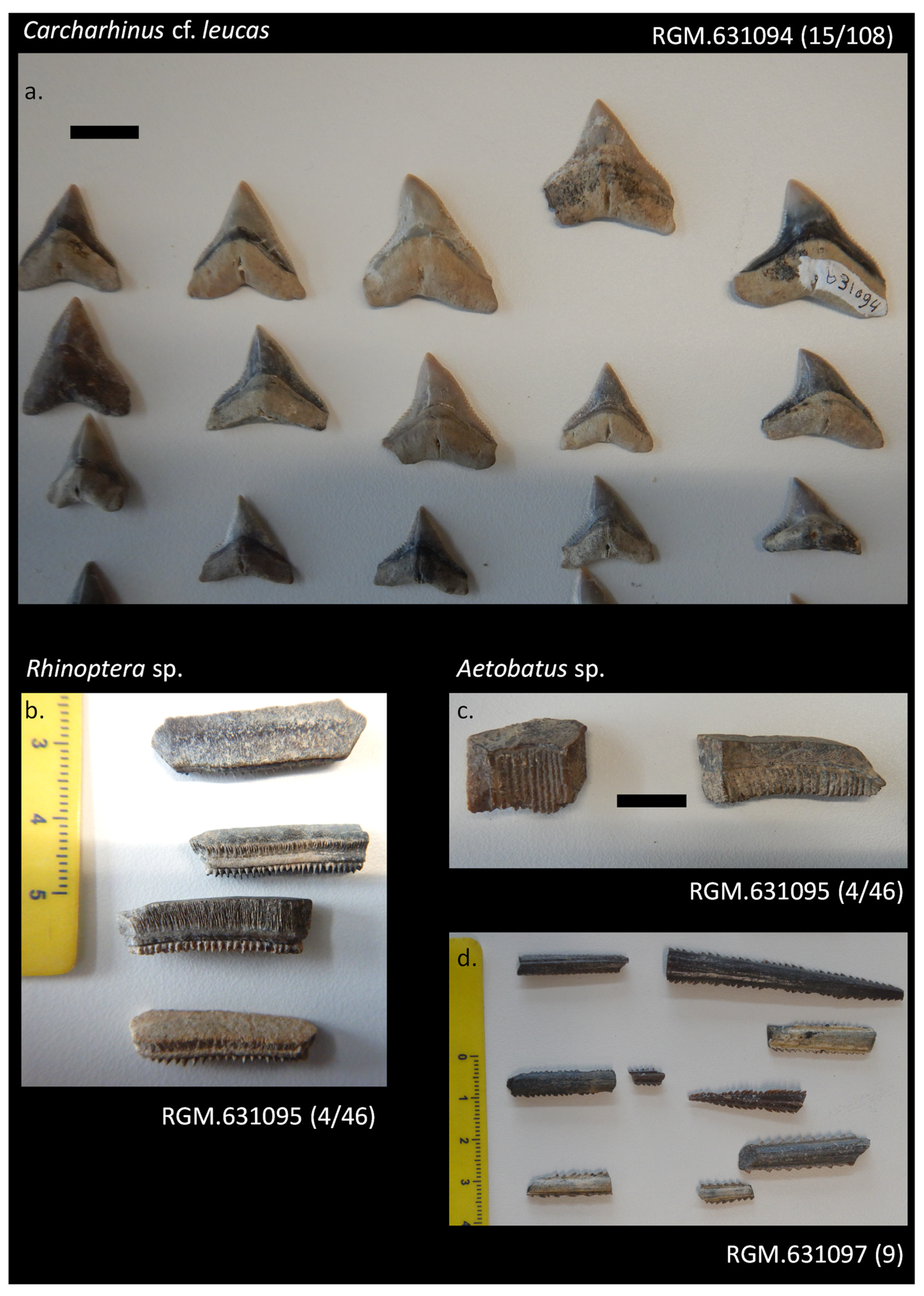 Diversity 16 00323 g0a3