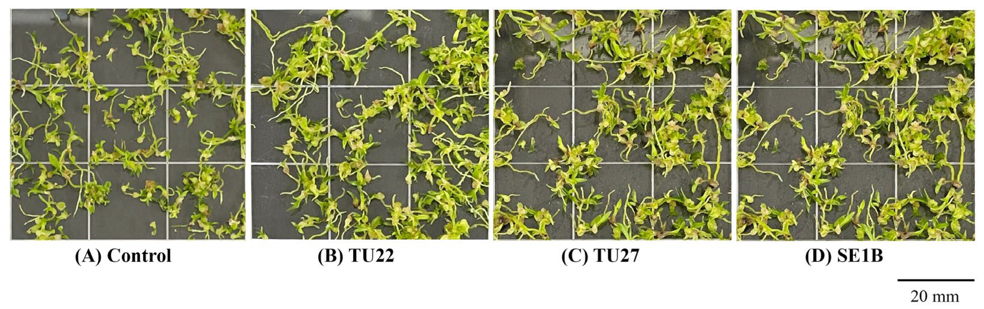 Diversity 16 00337 g002