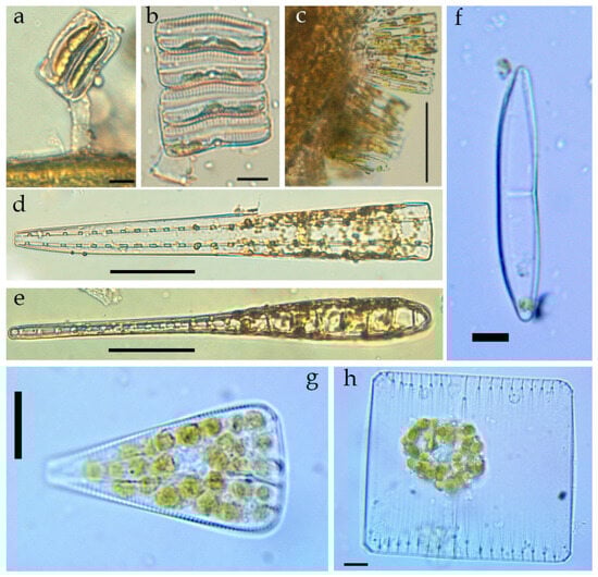 Diversity 16 00338 g0a1