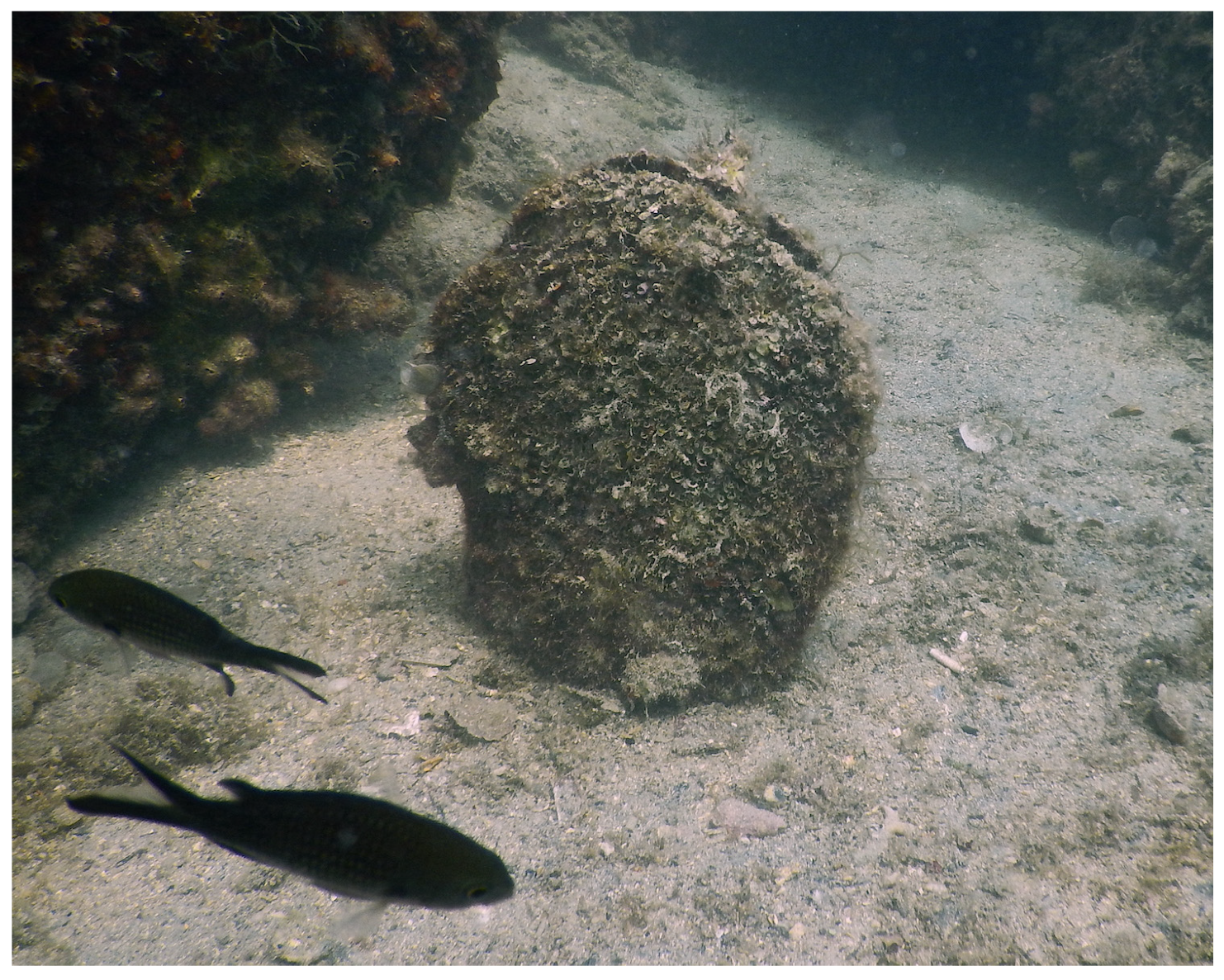 Diversity 16 00341 g011