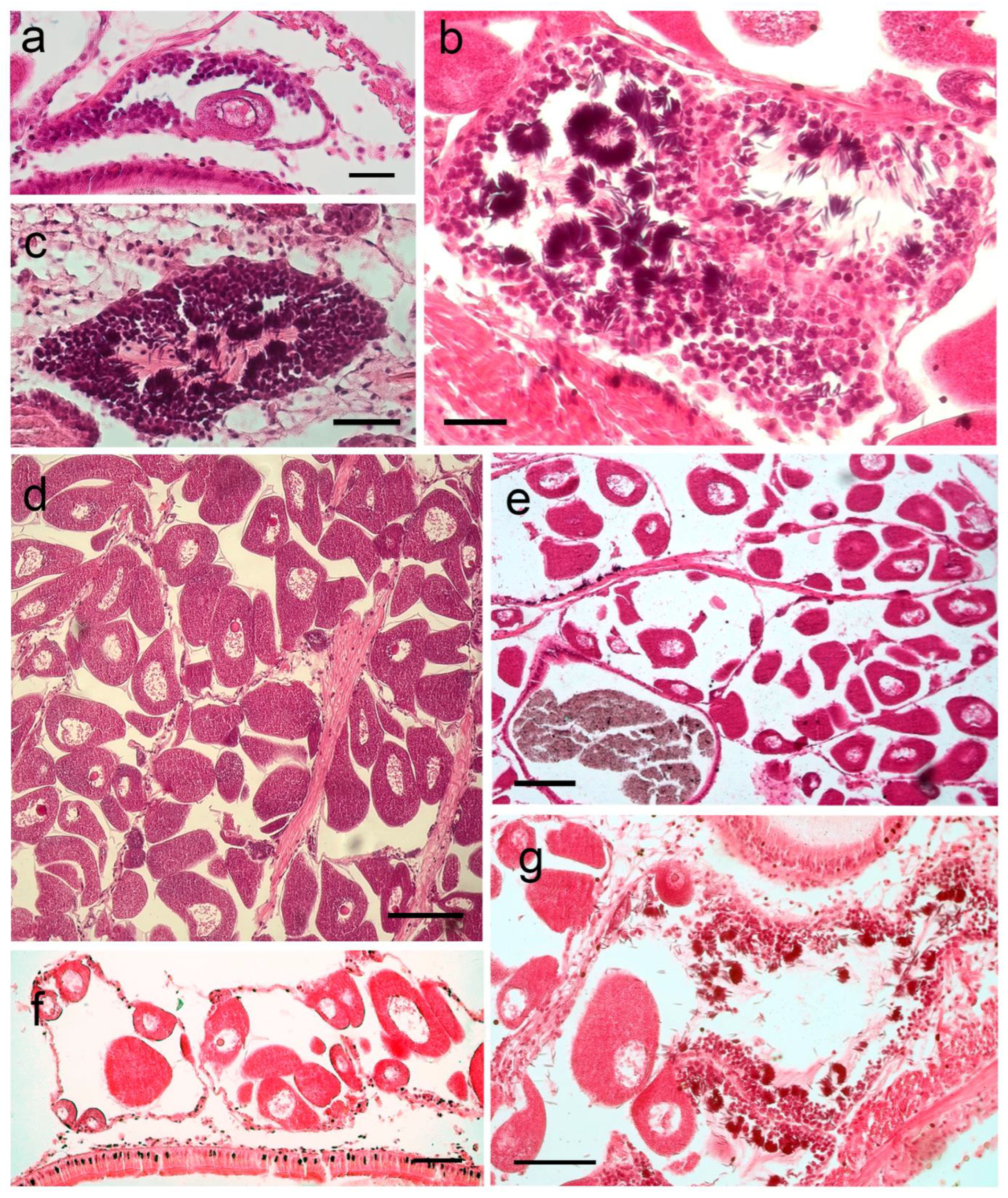 Diversity 16 00357 g005