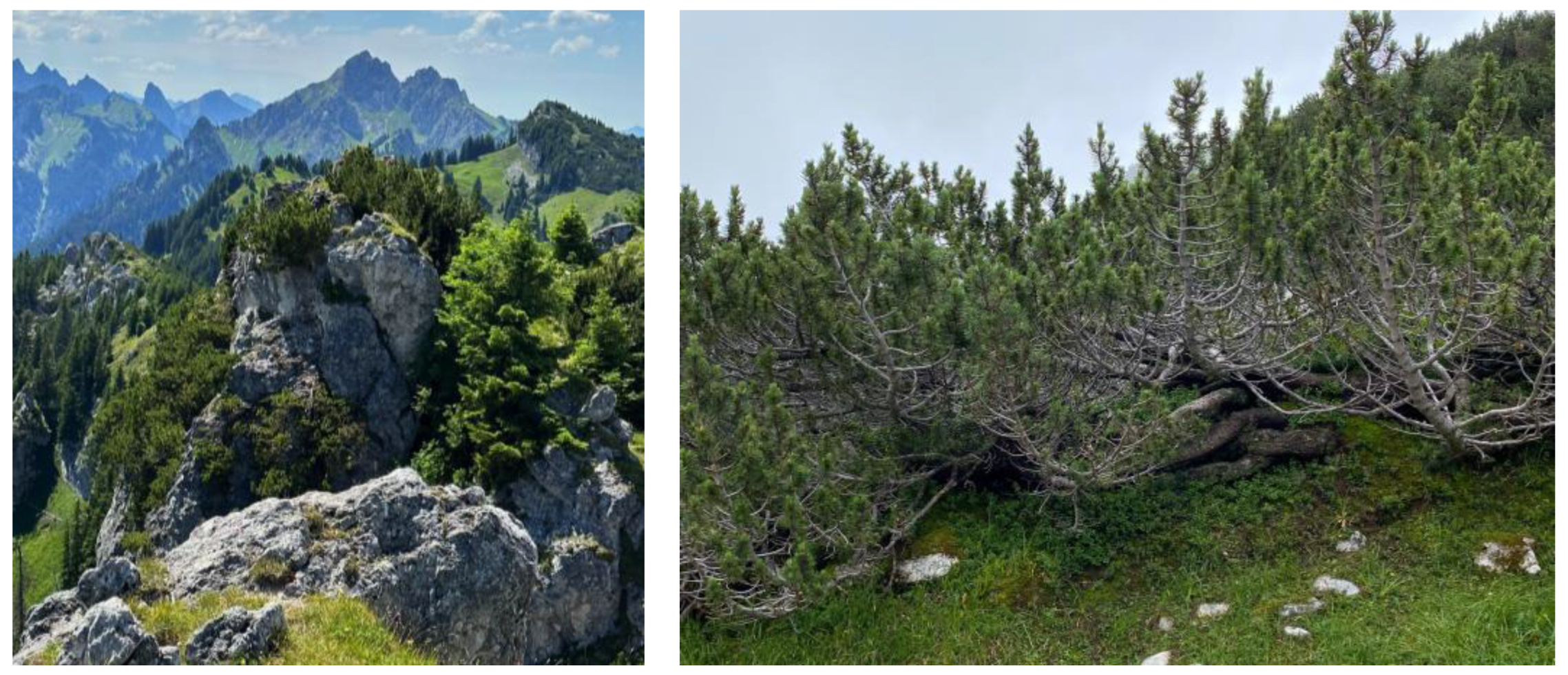 Diversity 16 00366 g001 Diversity 16 00366 g001