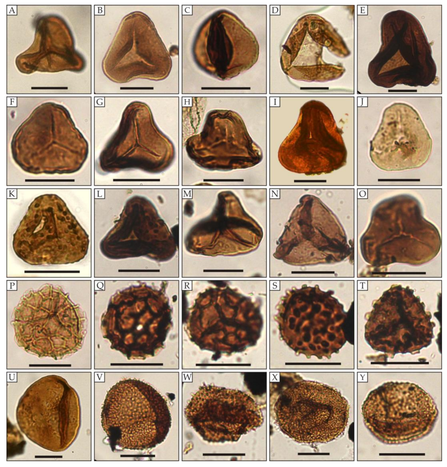 Diversity 16 00369 g003