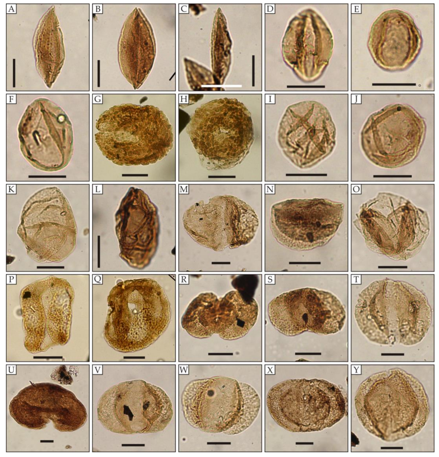 Diversity 16 00369 g004