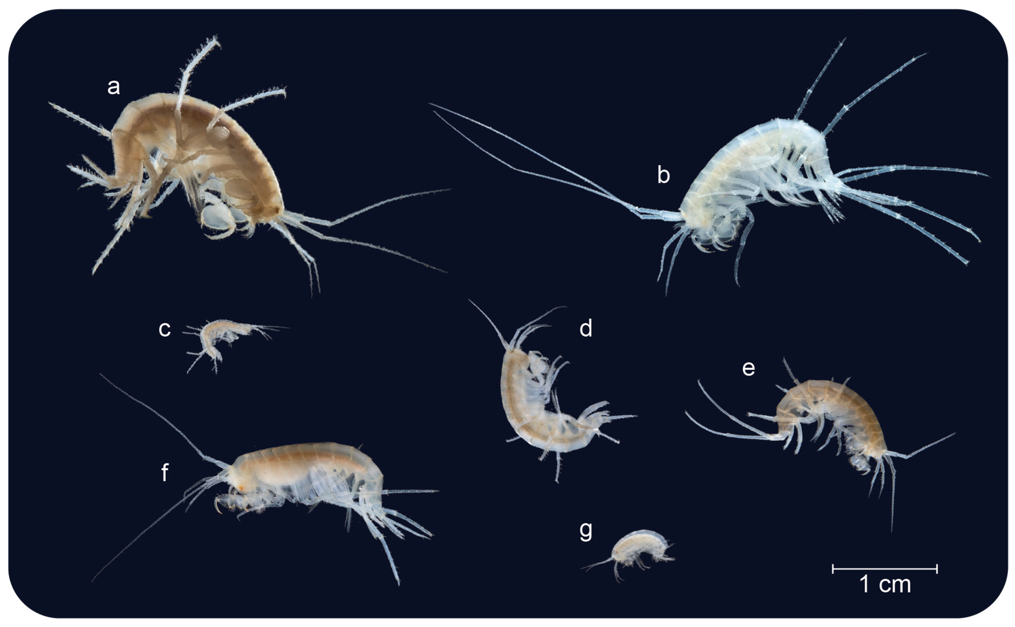 Diversity 16 00375 g001