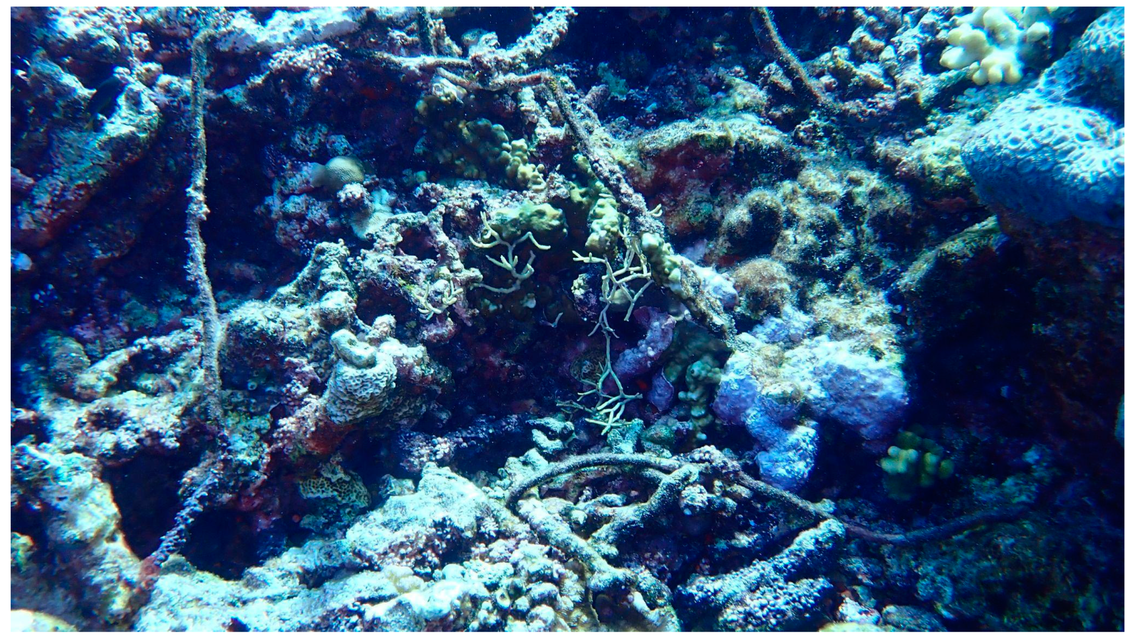 Diversity 16 00379 g003