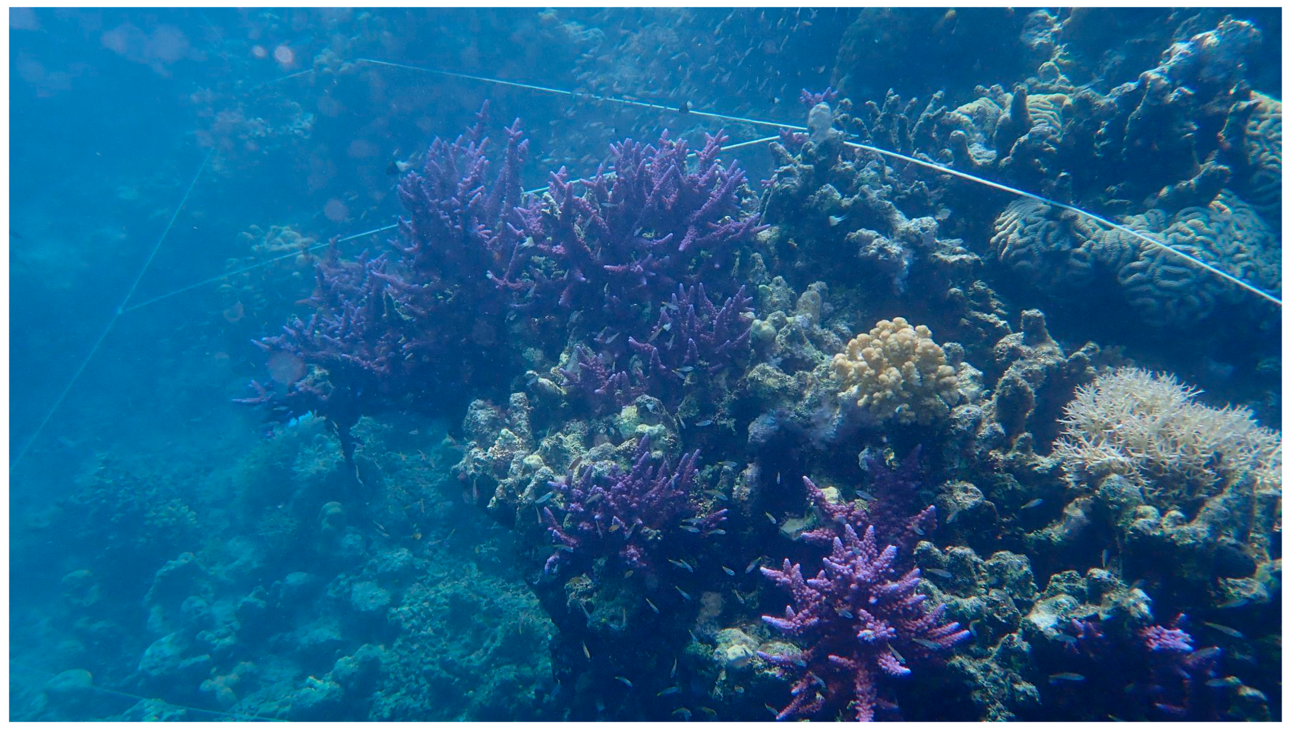 Diversity 16 00379 g005