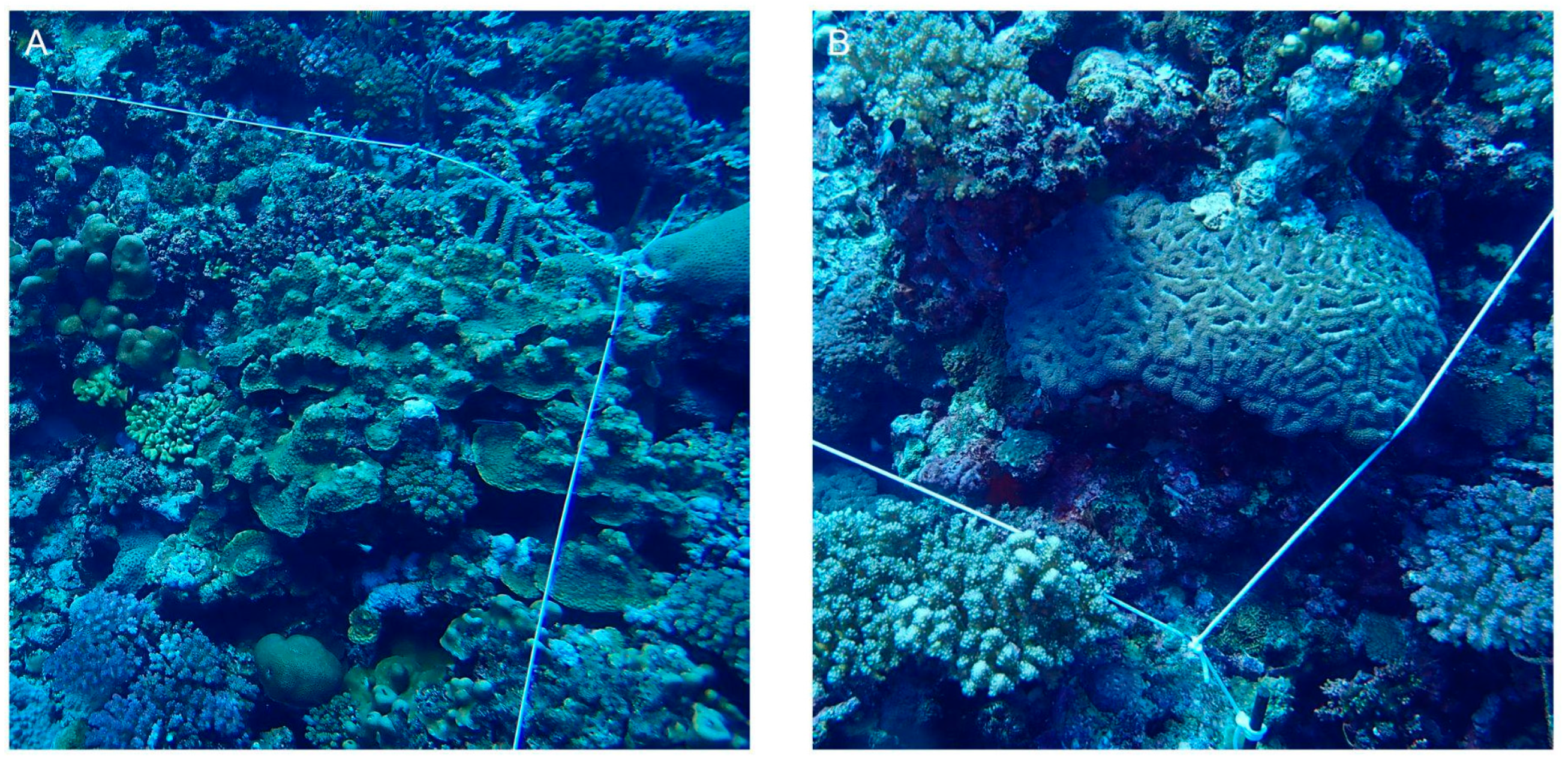 Diversity 16 00379 g010