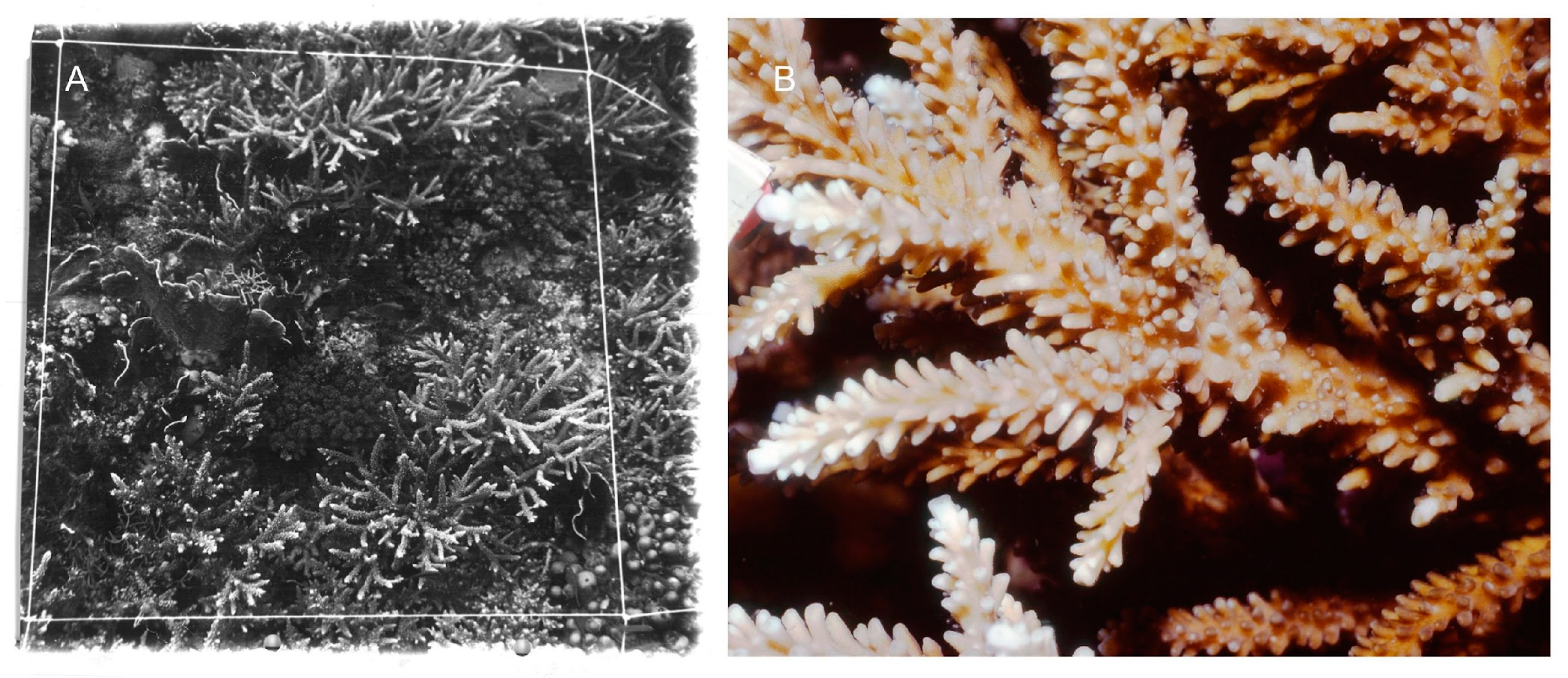 Diversity 16 00379 g016