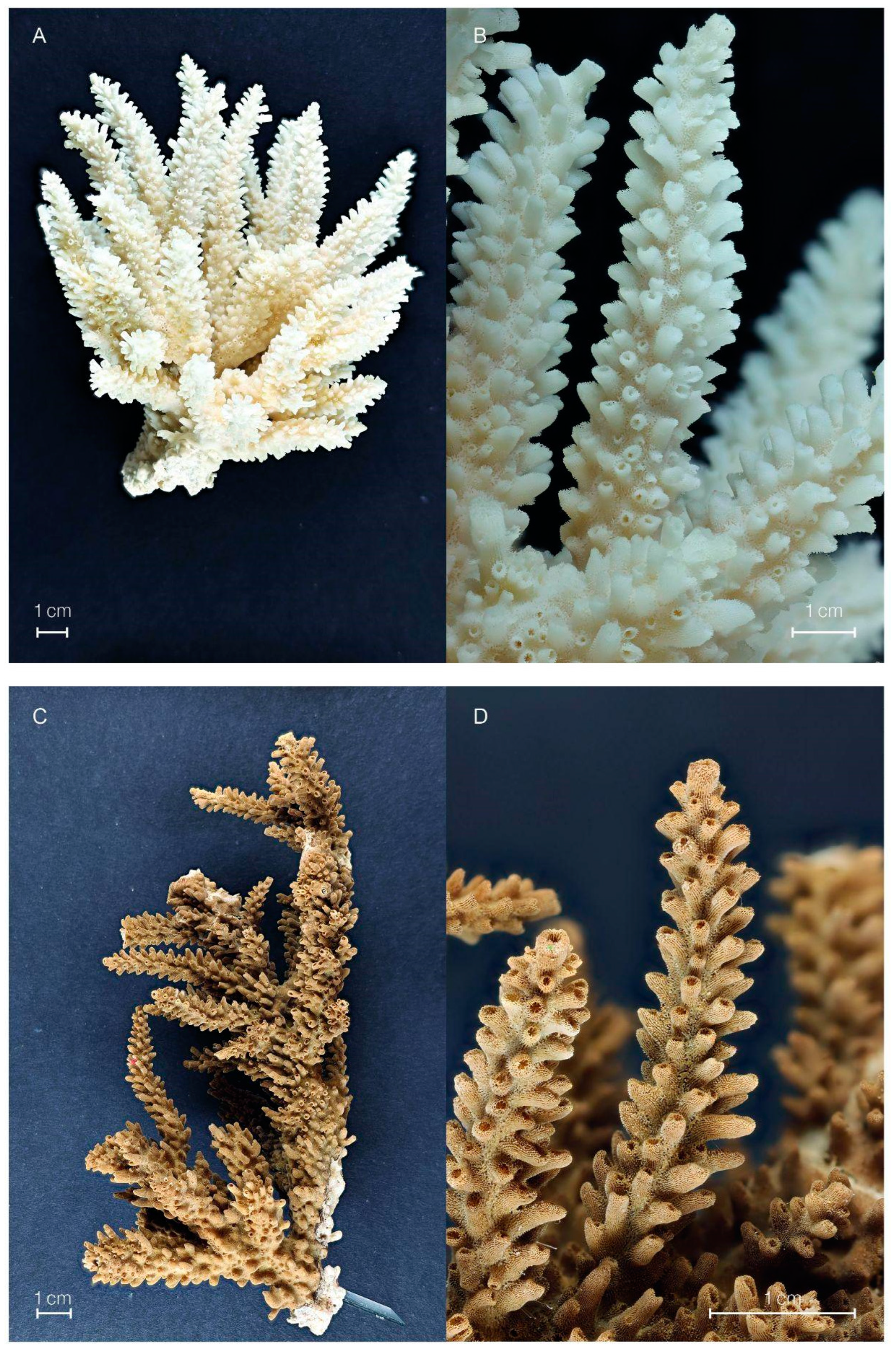 Diversity 16 00379 g017