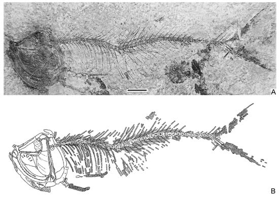 Diversity 16 00414 g003