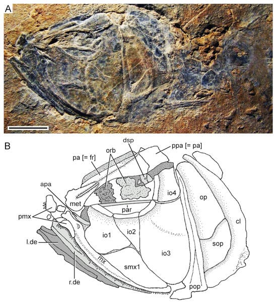 Diversity 16 00414 g005