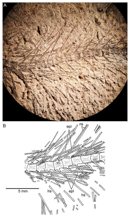 Diversity 16 00414 g008