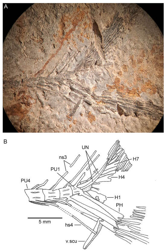 Diversity 16 00414 g009