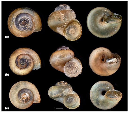 Diversity 16 00419 g001