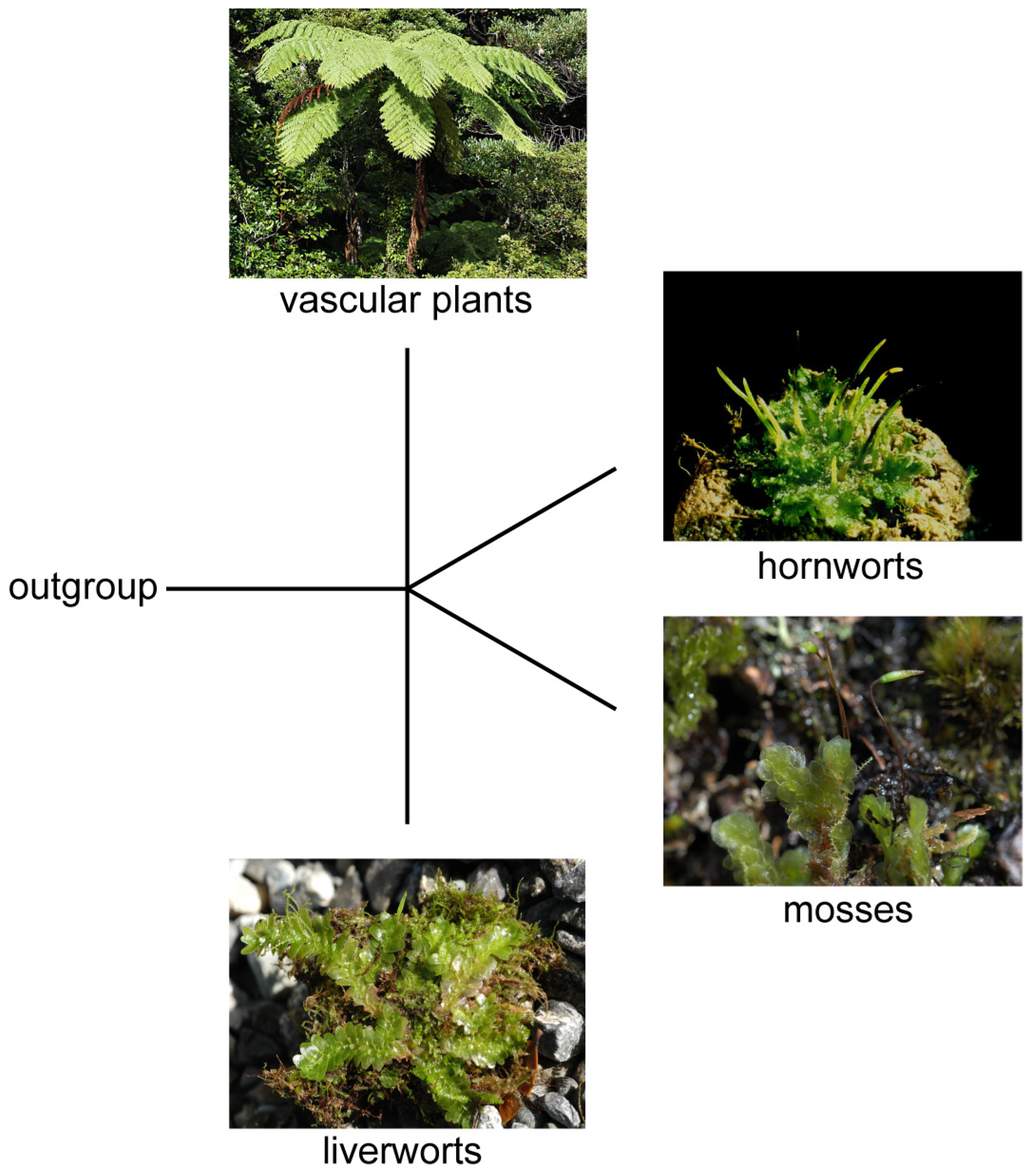 Diversity 16 00426 g001