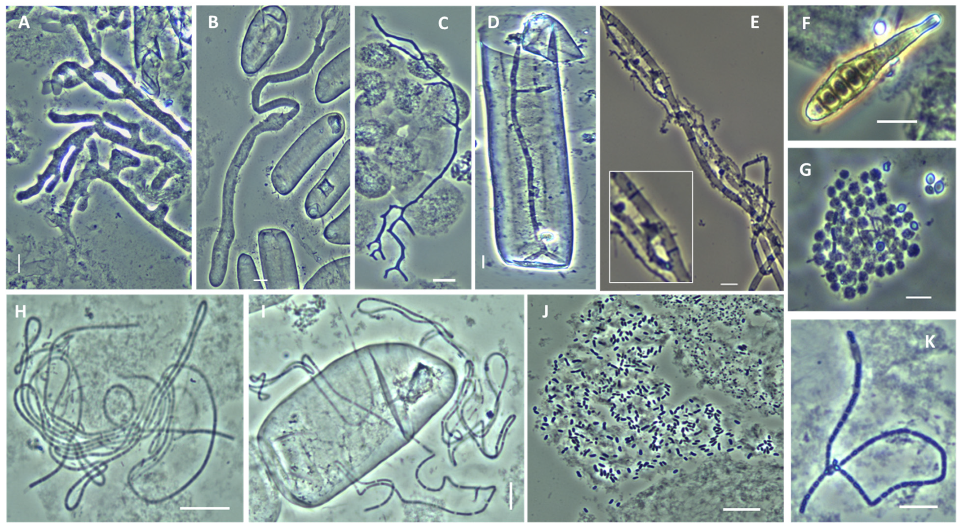 Diversity 16 00453 g001