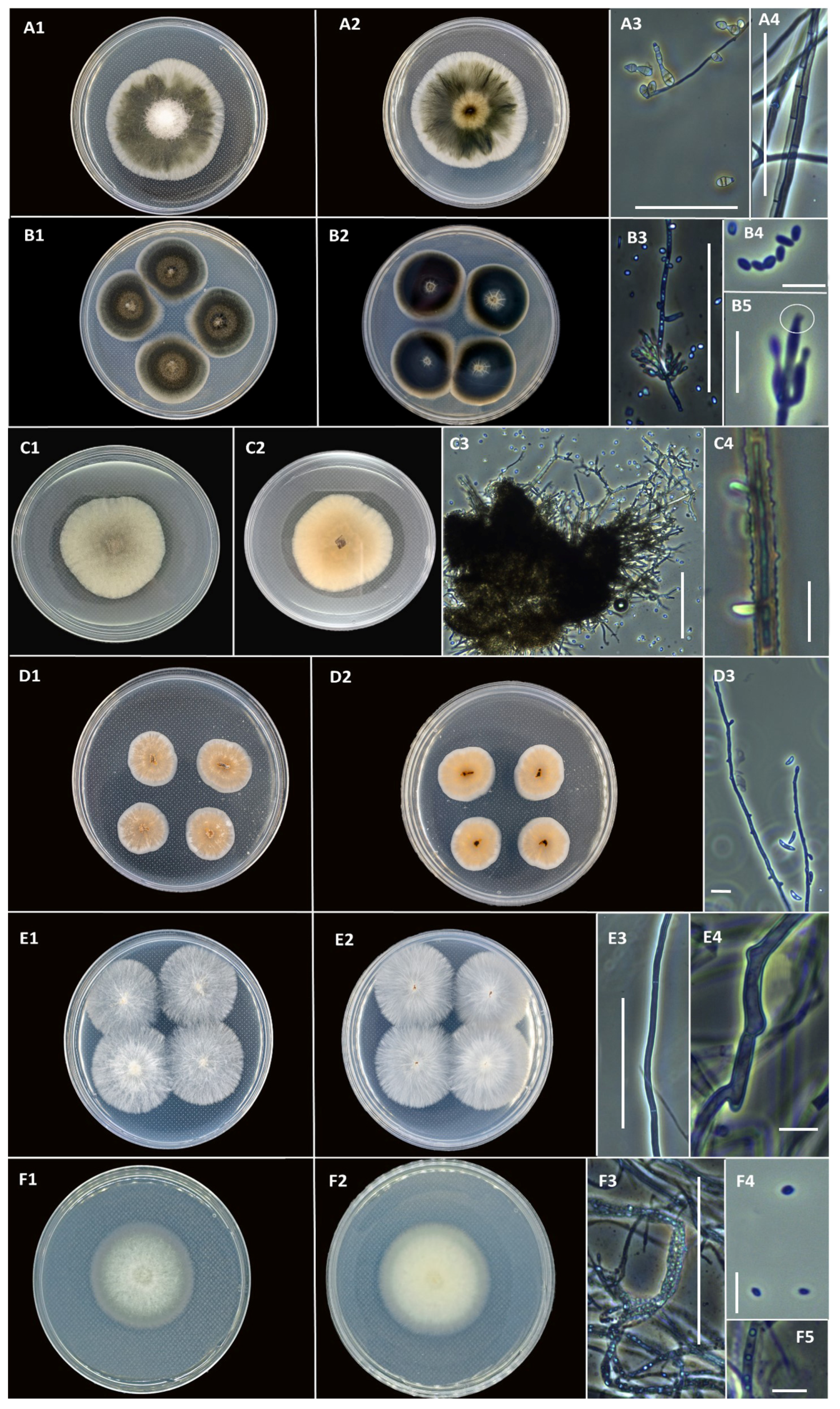 Diversity 16 00453 g002