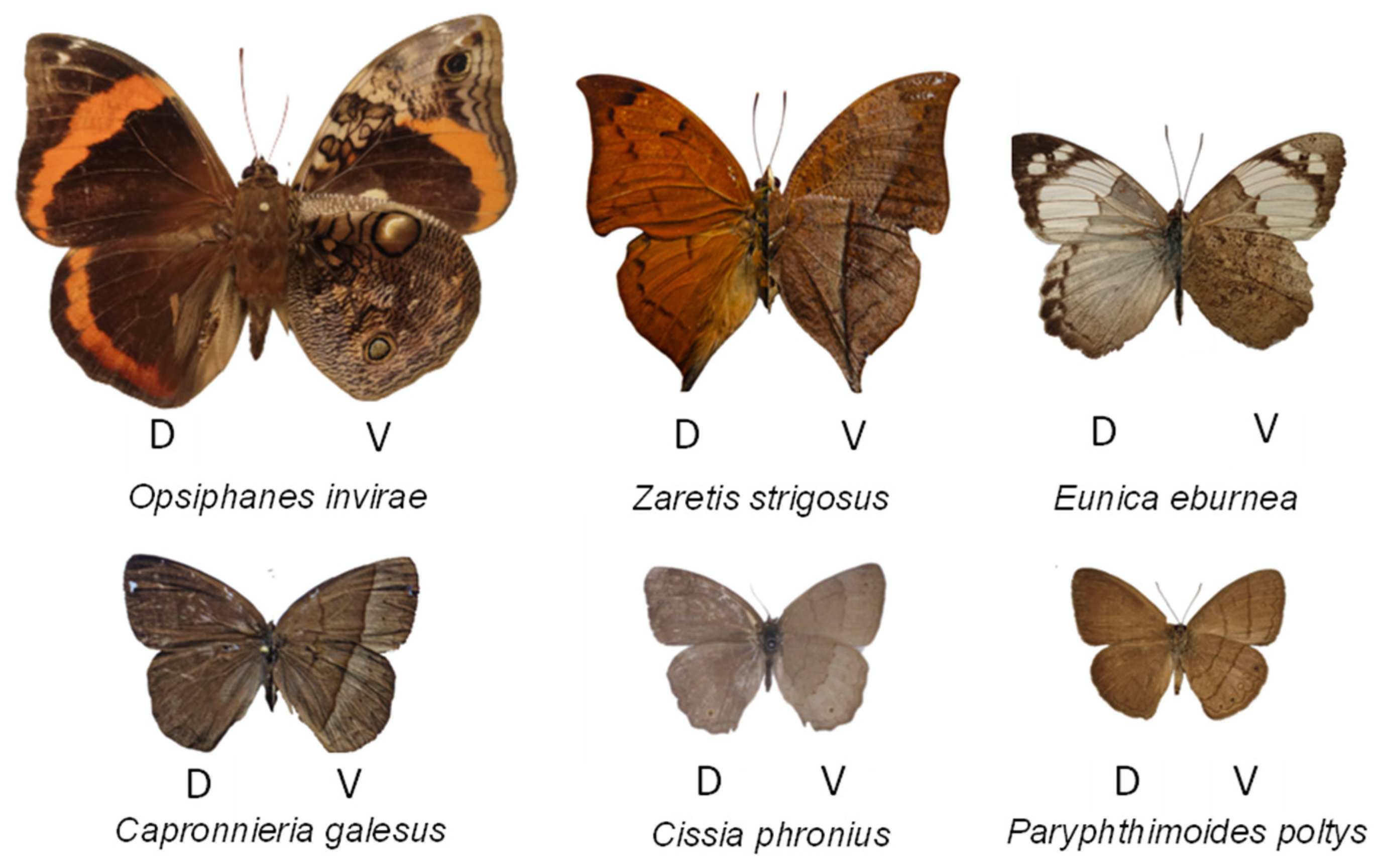 Diversity 16 00467 g003