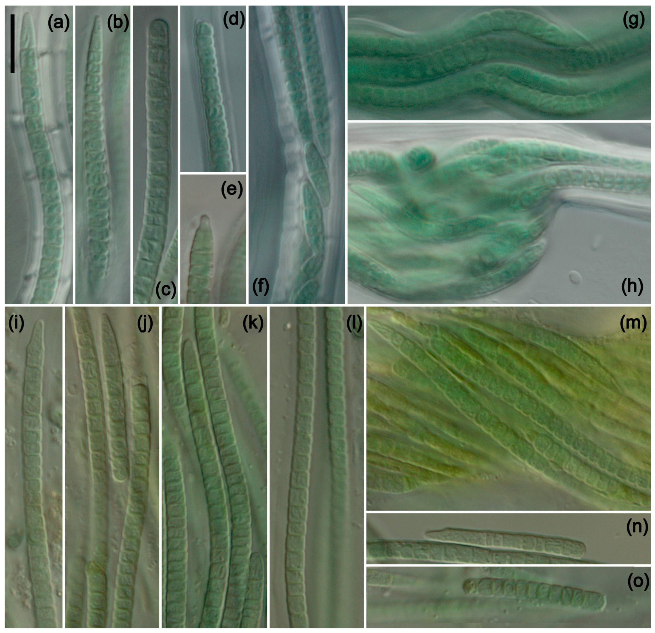 Diversity 16 00474 g002 Diversity 16 00474 g002